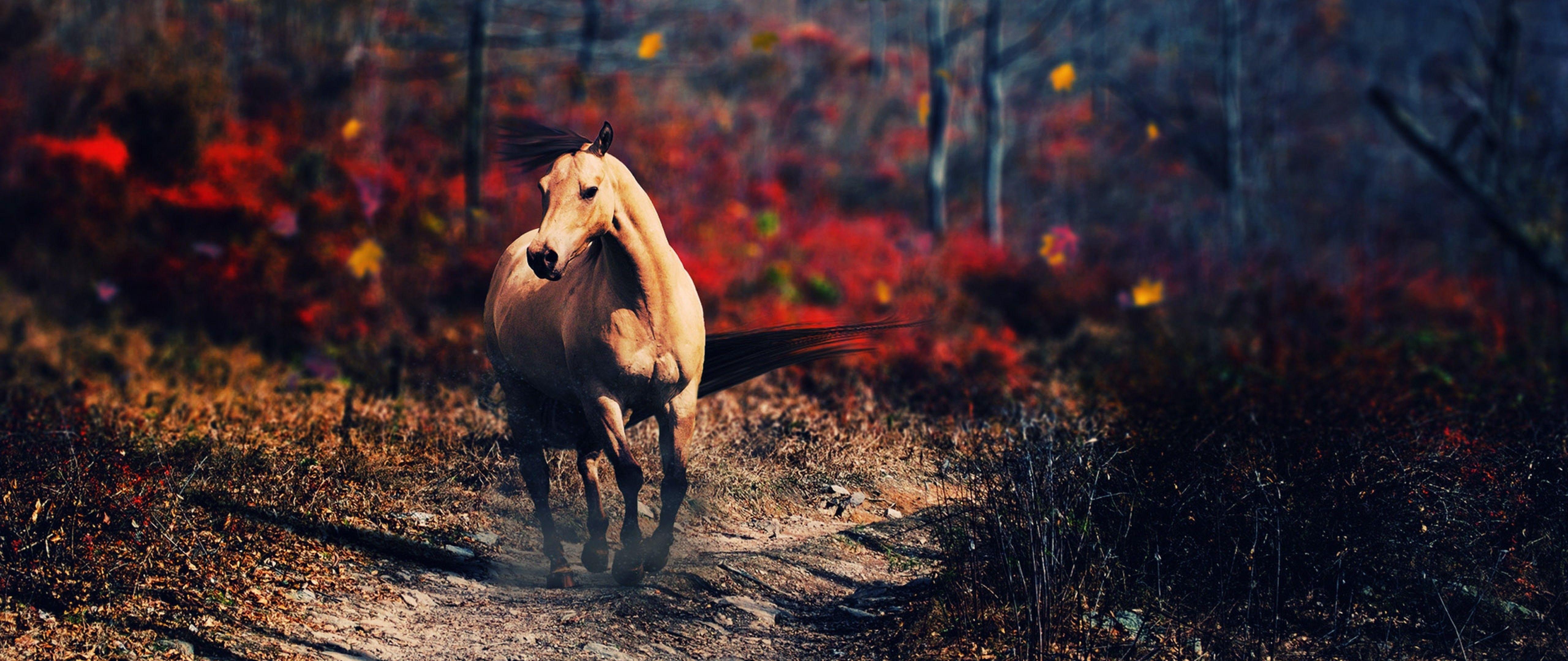 5120x2160 High resolution Free Running Horse Wallpaper in HD 4K Ultra HD Wide TV