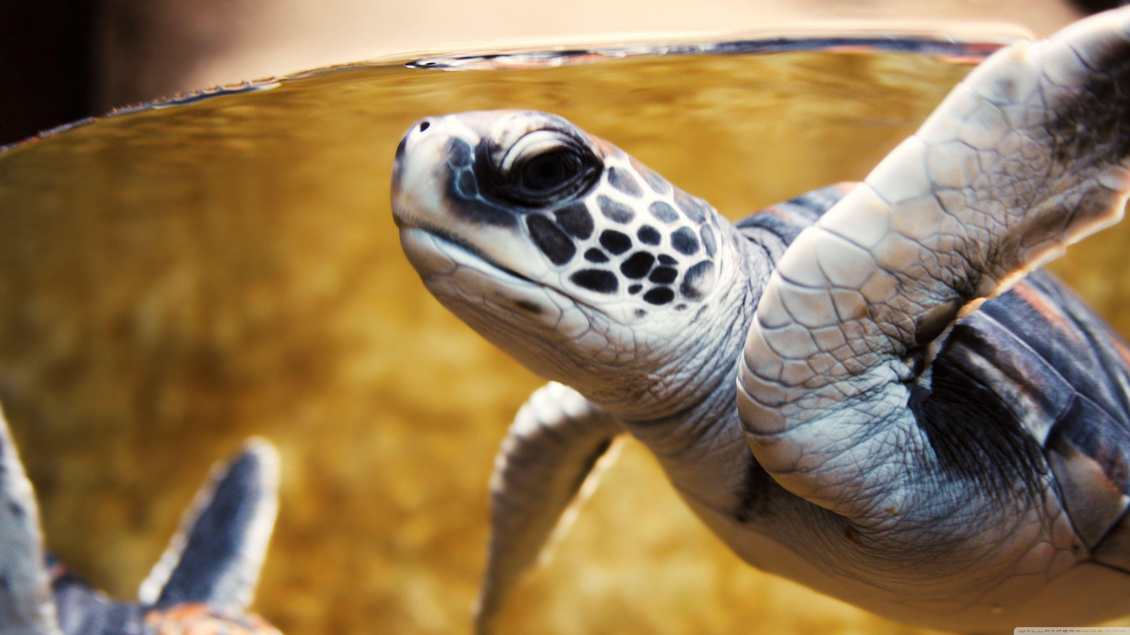 3840x2160 Baby Green Sea Turtle ❤ Hình nền máy tính để bàn 4K HD cho TV 4K Ultra HD