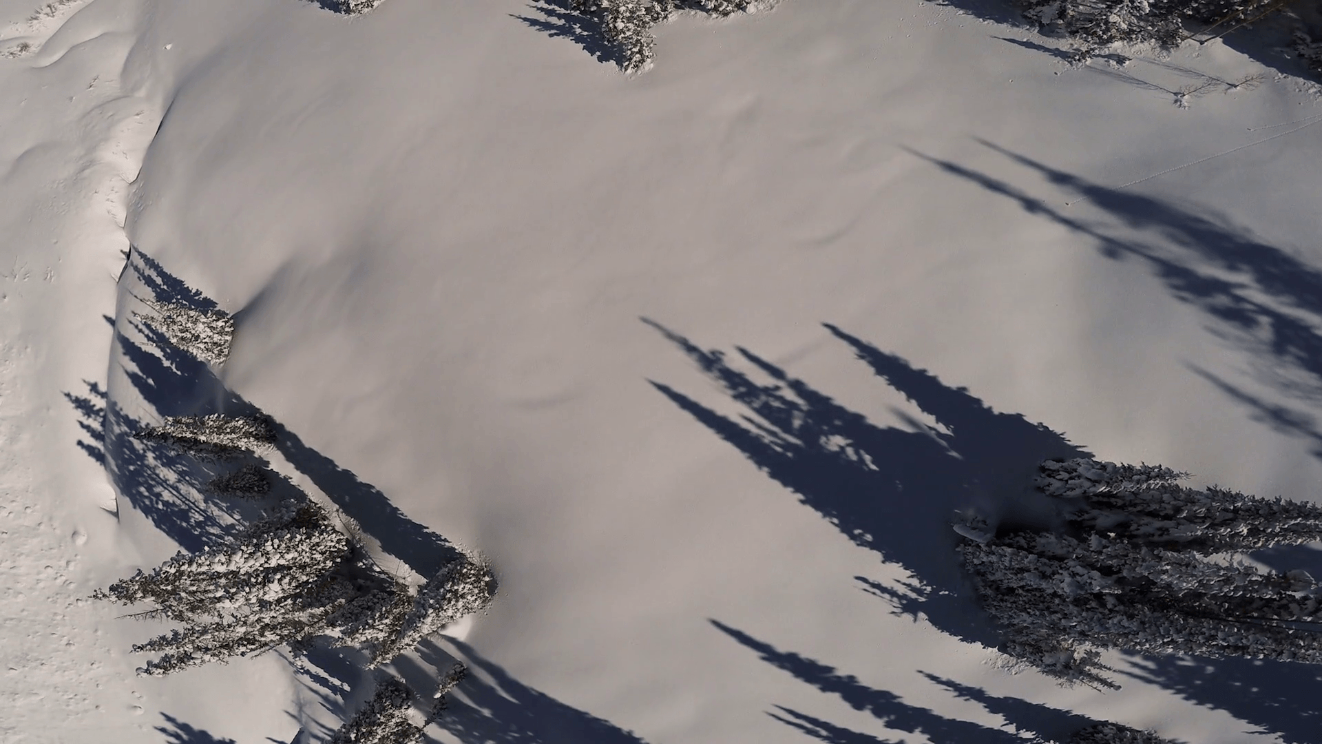 1920x1080 Aerial Looking Down On Snow Covered Pine Trees While Flying Over