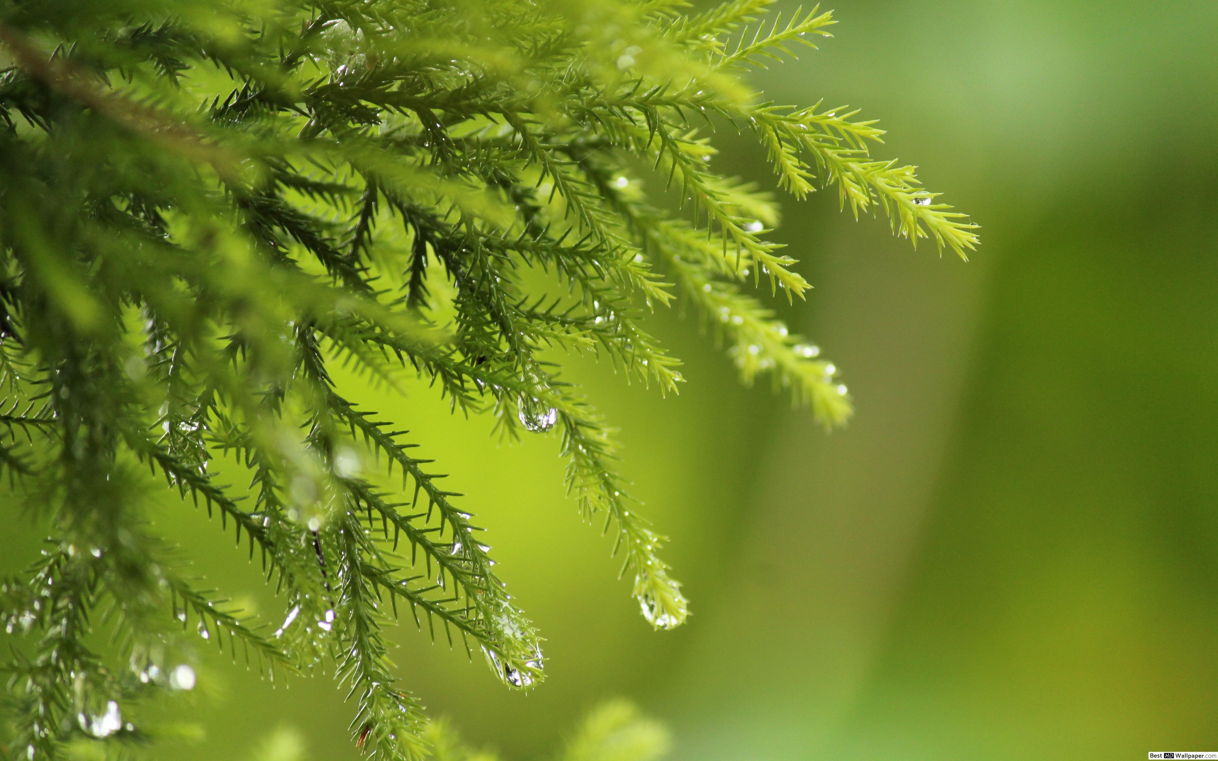 5120x3200 Dew drops HD wallpaper download
