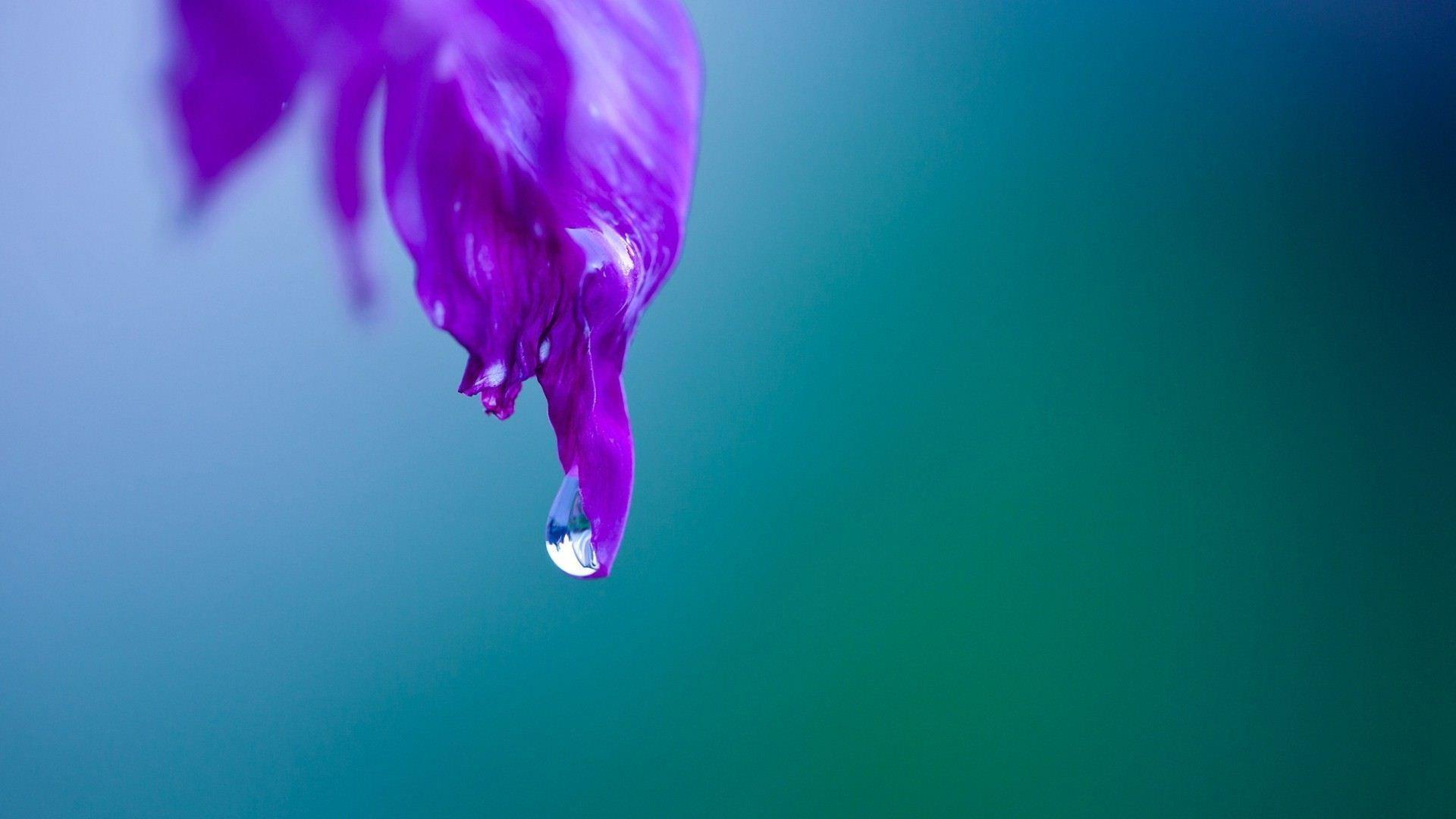 1920x1080 Dew Drops HD Wallpaper, Dew Drops Image