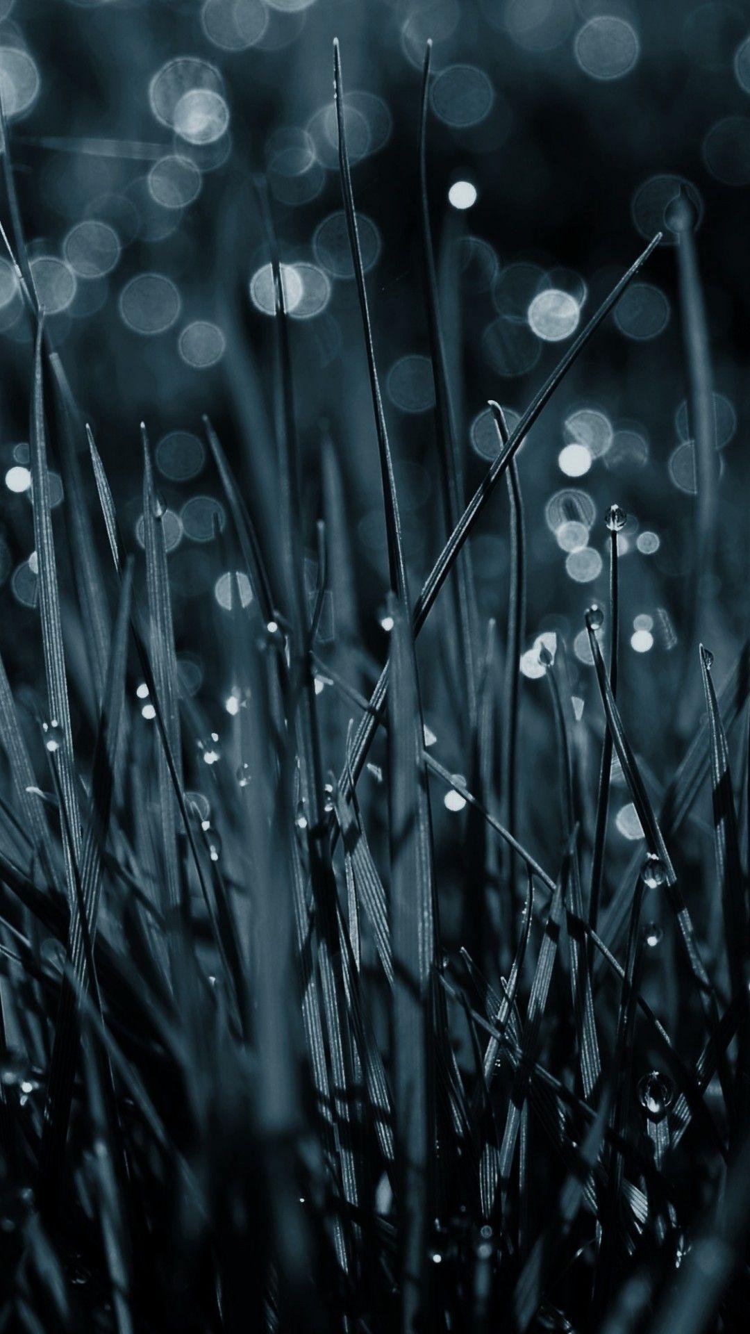 1080x1920 Wallpaper Grass, 4k, HD wallpaper, blue, dew, drops, Nature