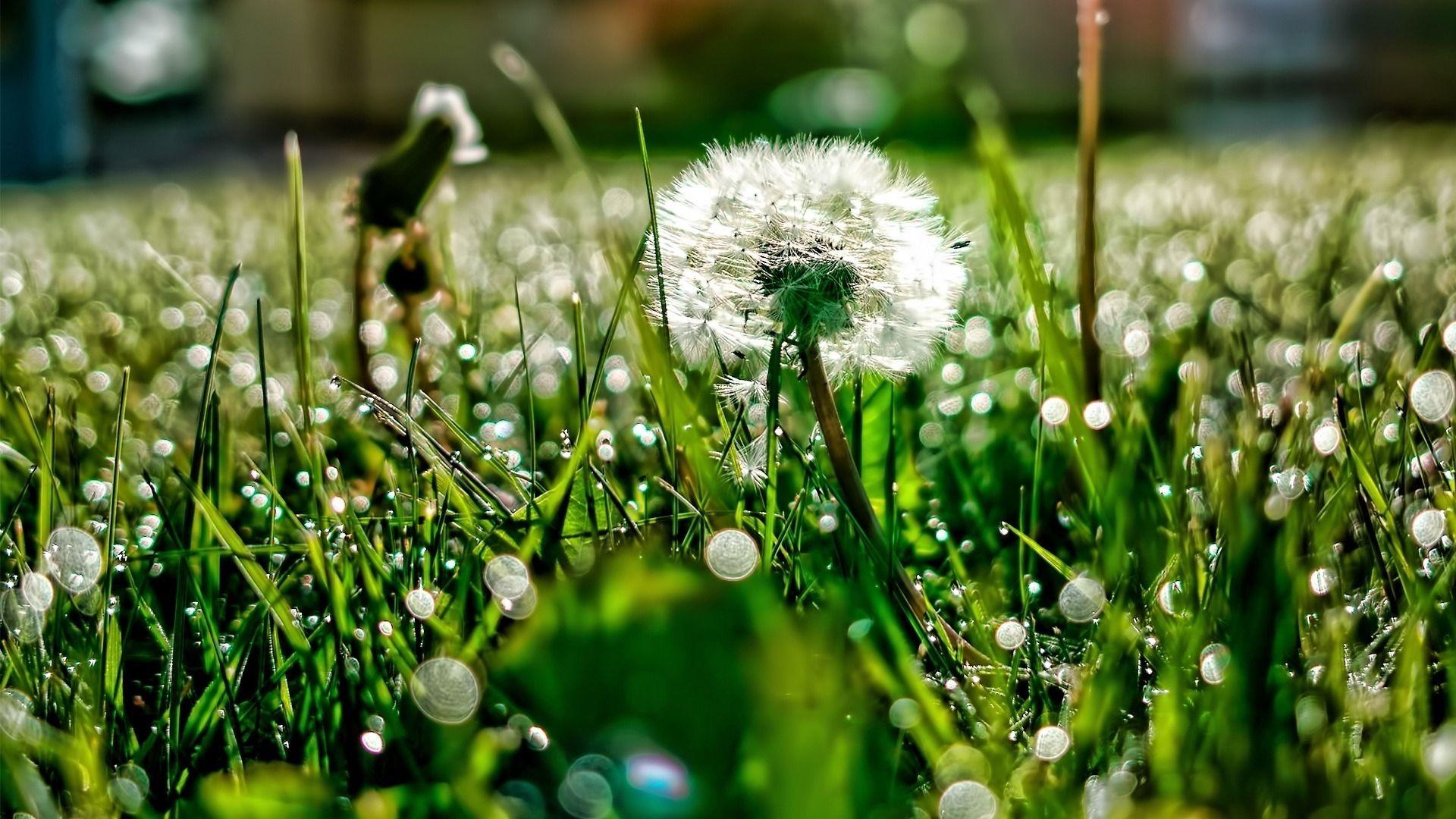 1920x1080 Dandelion and Grass with Dew Wallpaper