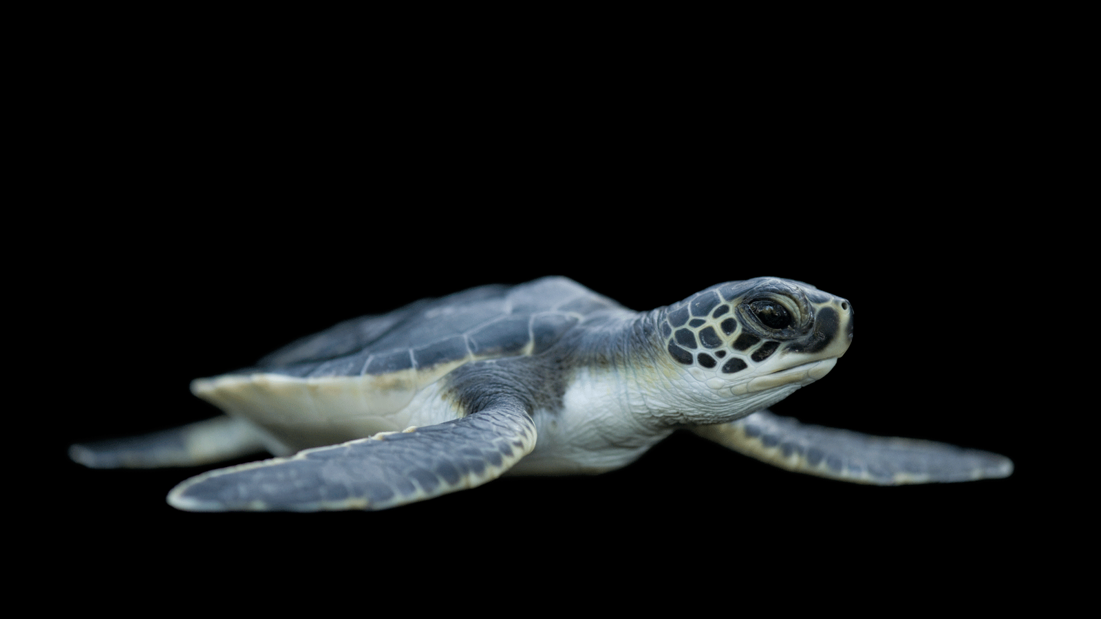 Hình ảnh con rùa biển 1600x900, Hình ảnh và hình nền con rùa biển 37 cho Mac, PC