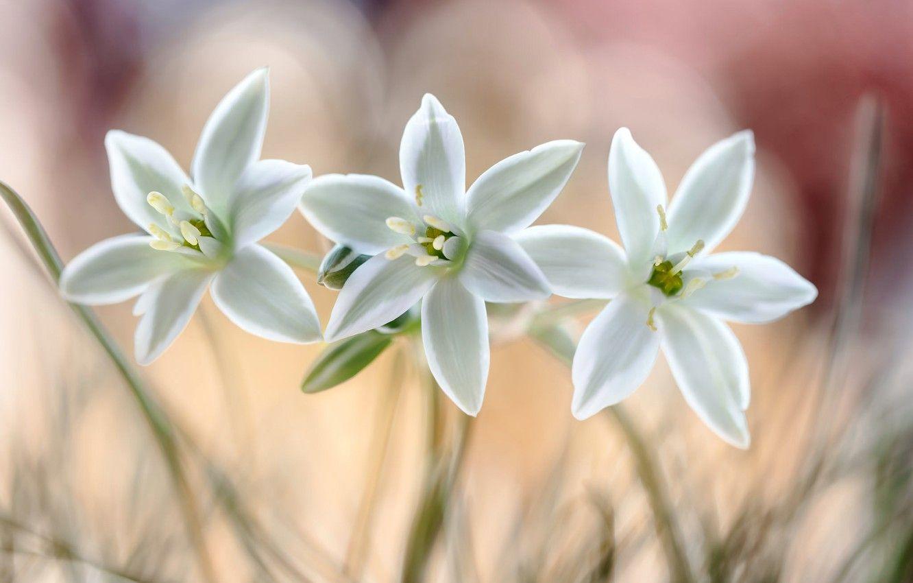 1332x850 Wallpaper macro, nature, petals, the star of Bethlehem image for desktop, section цветы