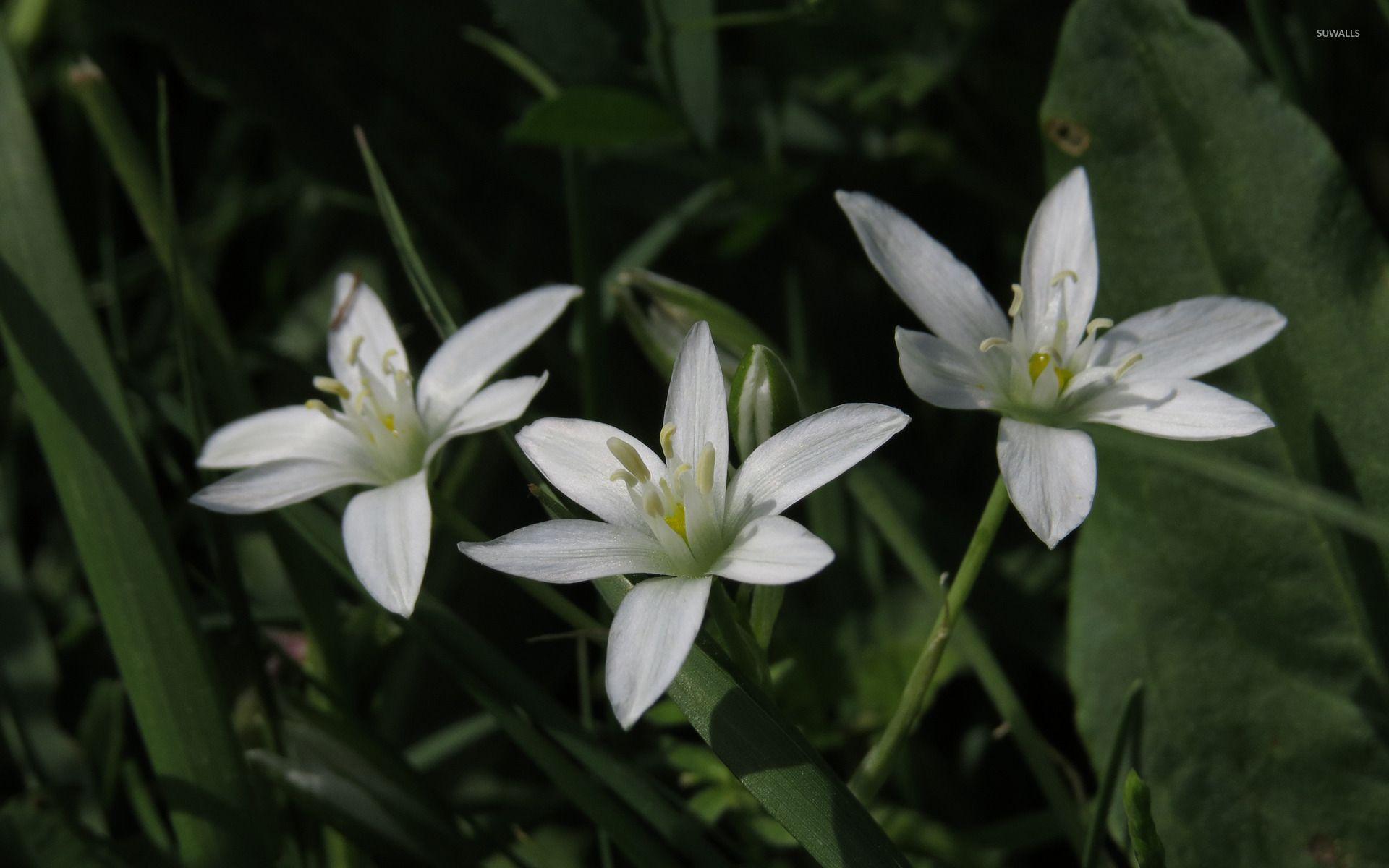 1920x1200 Narbonne Star Of Bethlehem Wallpaper Wallpaper