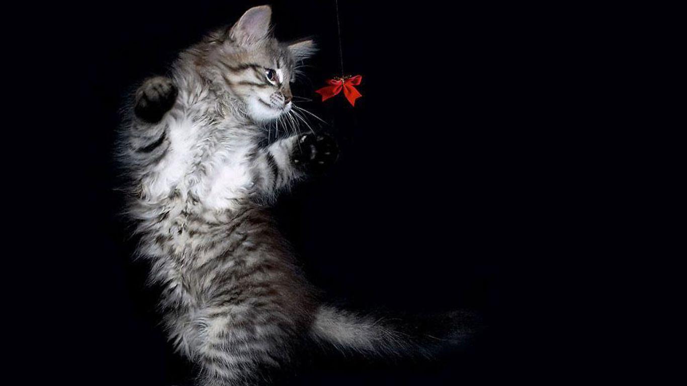 Cute cat Wallpaper Download  MOONAZ
