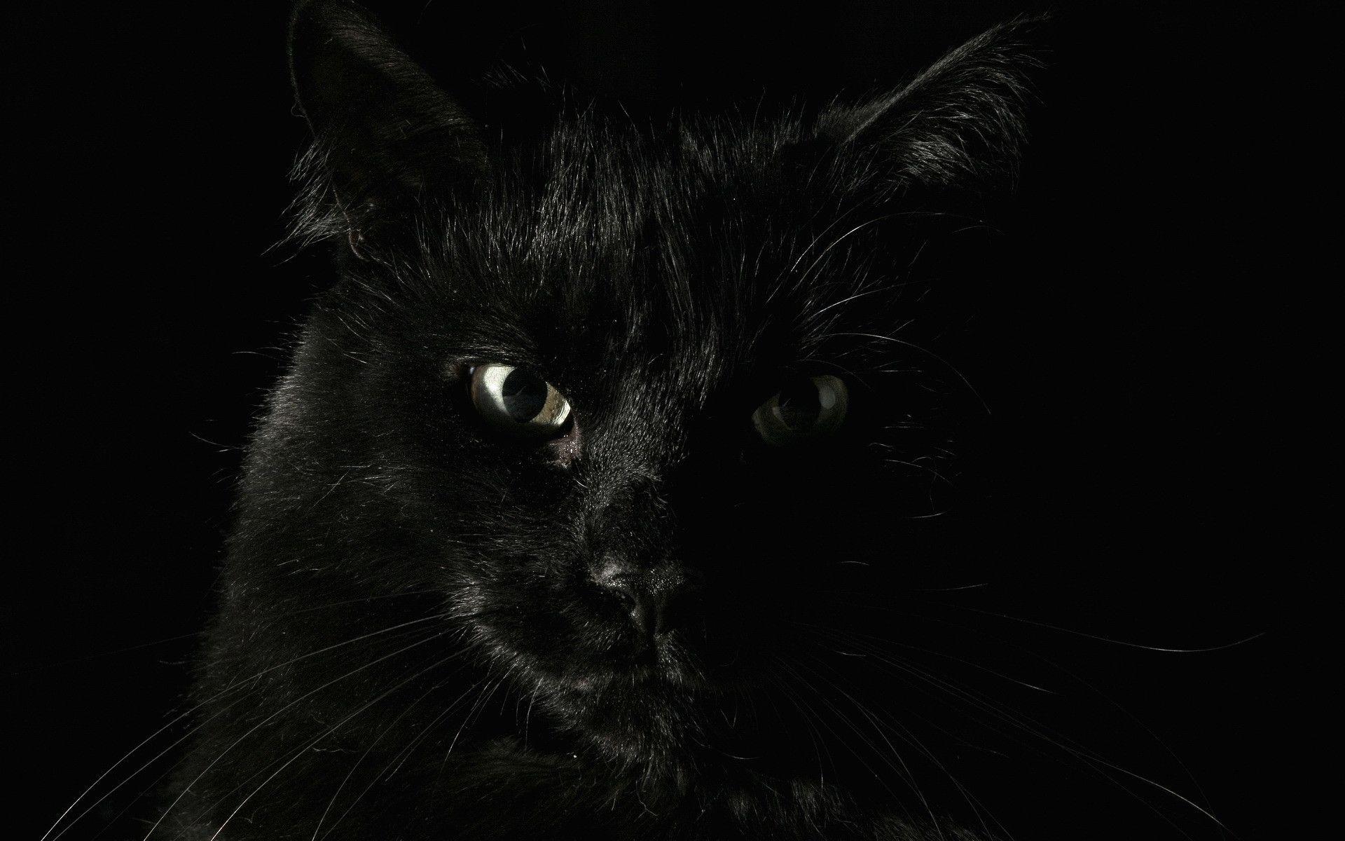 Black Cat 3D Wallpapers - Top Free Black Cat 3D Backgrounds