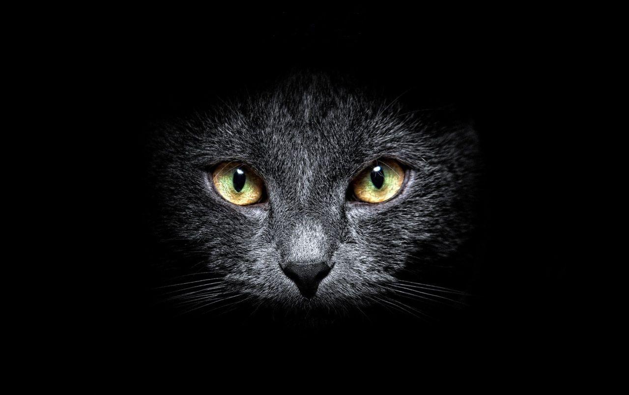 Black Cat 3D Wallpapers - Top Free Black Cat 3D Backgrounds