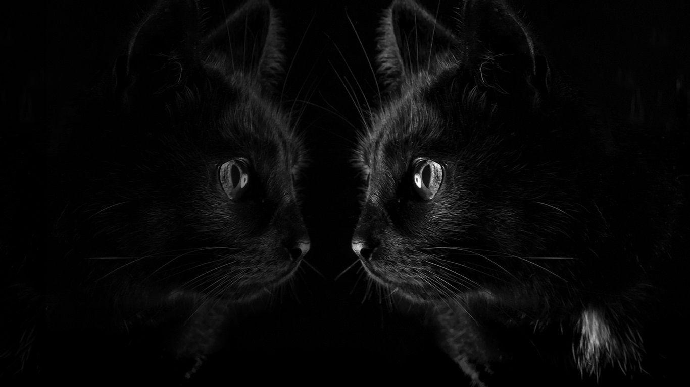 Black Cat 3D Wallpapers - Top Free Black Cat 3D Backgrounds - WallpaperAccess