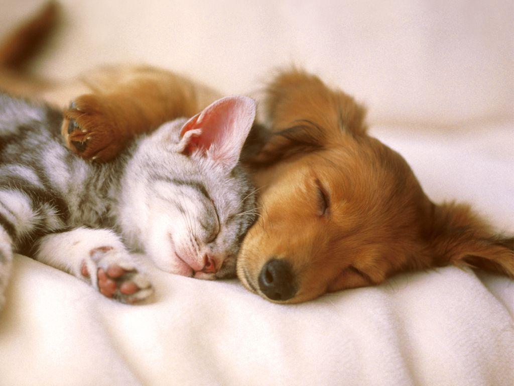 1024x768 Free download Cute Pets Wallpaper Animal desktop background Animal Wallpaper [1024x768] for your Desktop, Mobile & Tablet. Explore Pets Wallpaper. Funny Pet Wallpaper, 1920X1080 Pet Wallpaper, Pet Wallpaper for Computer 1920x1080