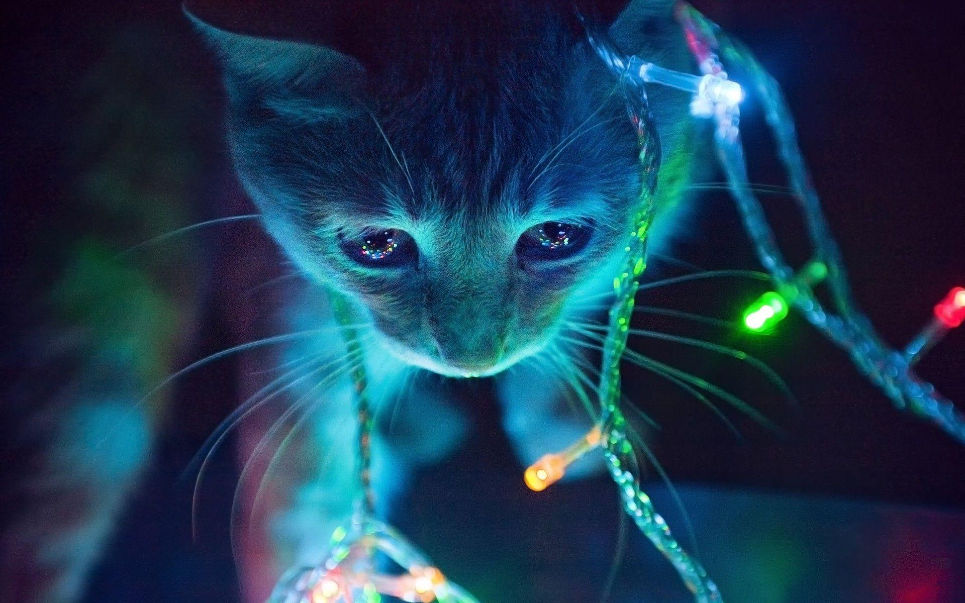 1920x1200 3D Cat Wallpaper