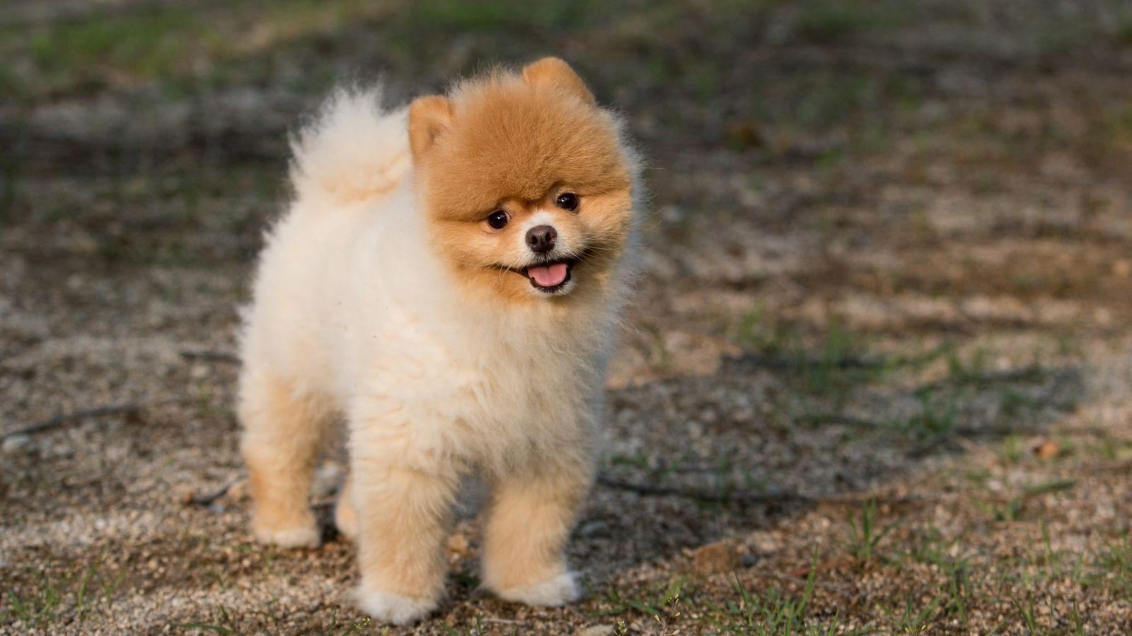 1600x900 Lovely Puppy Cute Pet Animal Wallpaper