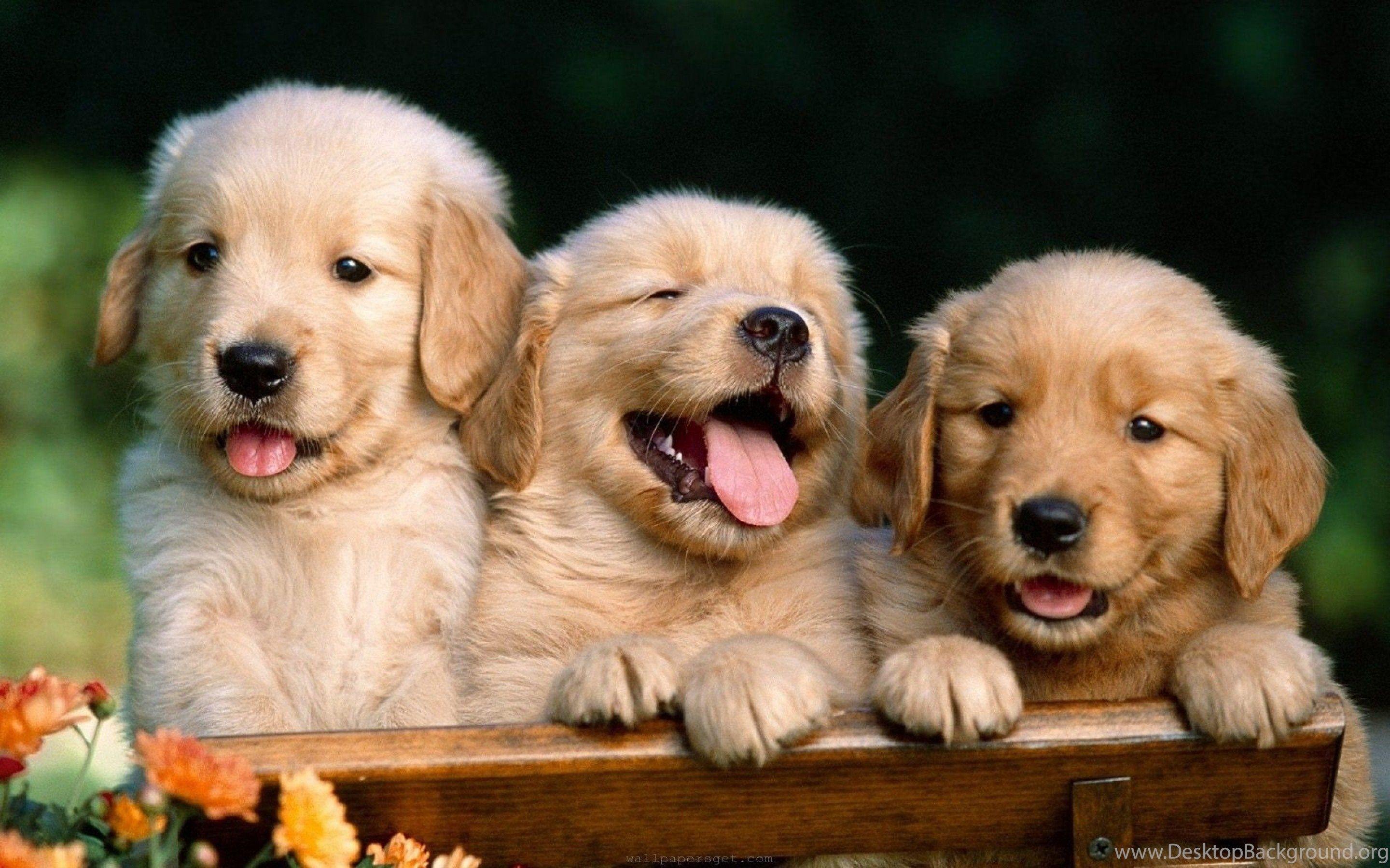 Cute Pet Wallpapers - Top Free Cute Pet Backgrounds - WallpaperAccess