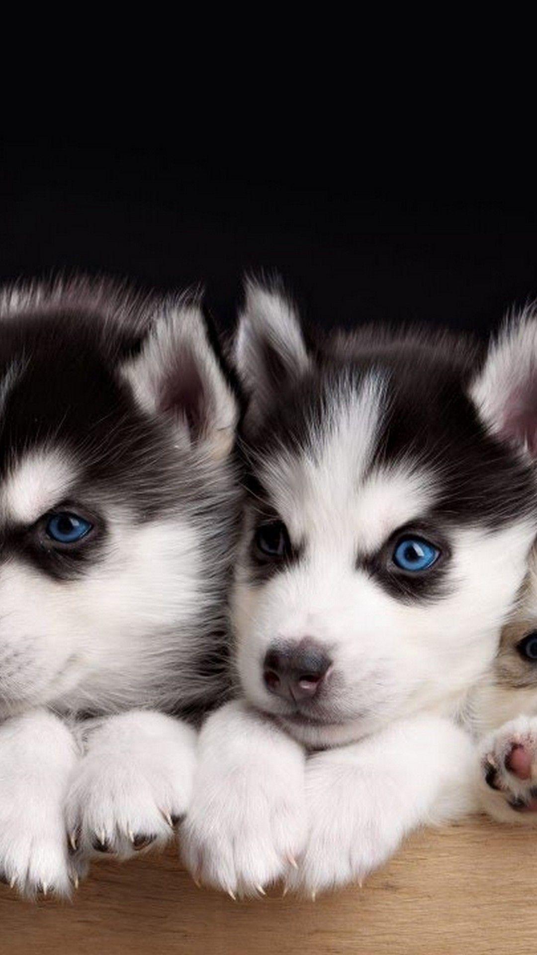 1080x1920 Cute Wallpaper Puppies