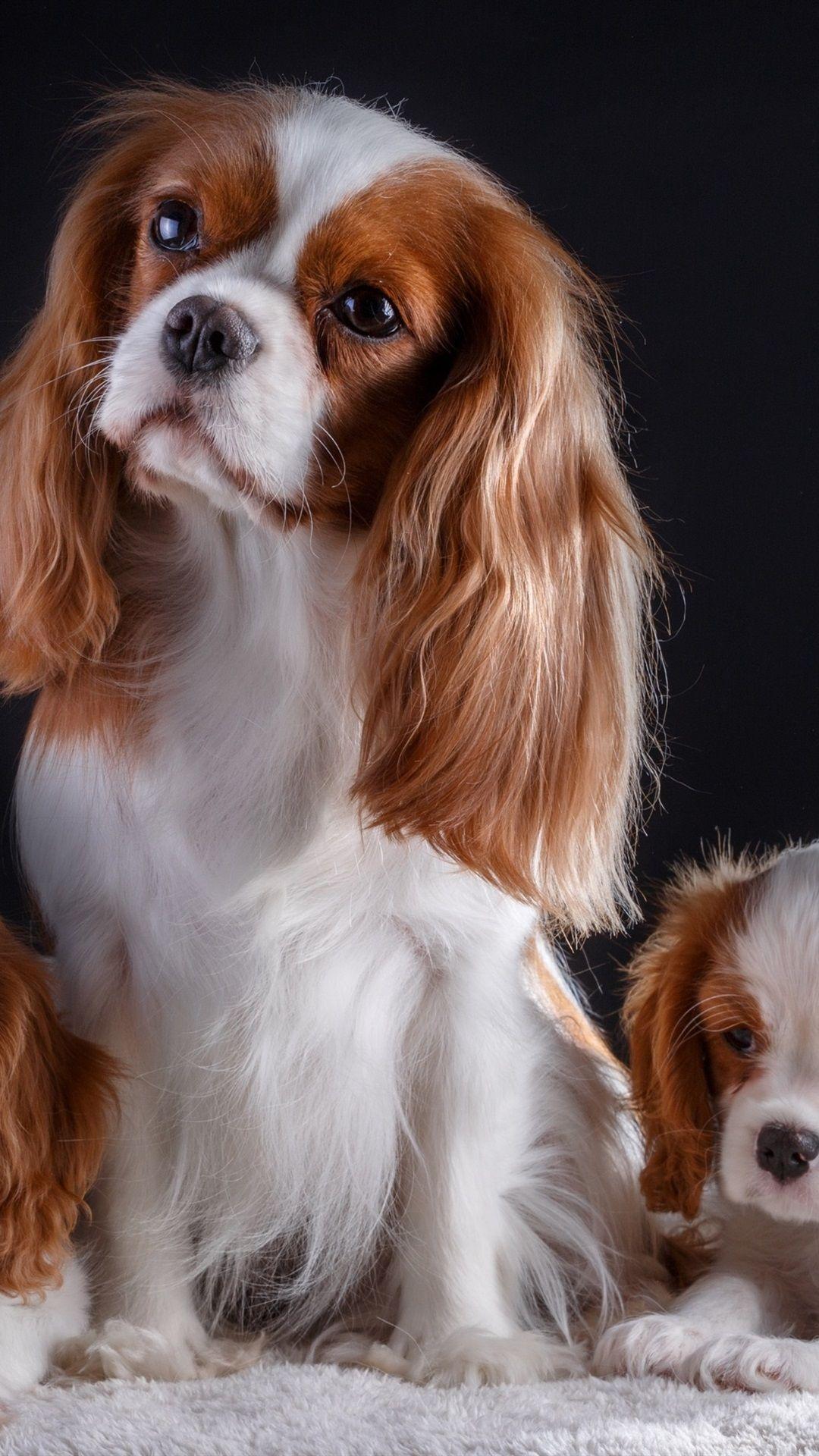 1080x1920 Three Dogs, Cute Pets 1080x1920 IPhone 8 7 6 6S Plus Wallpaper, Background, Picture, Image