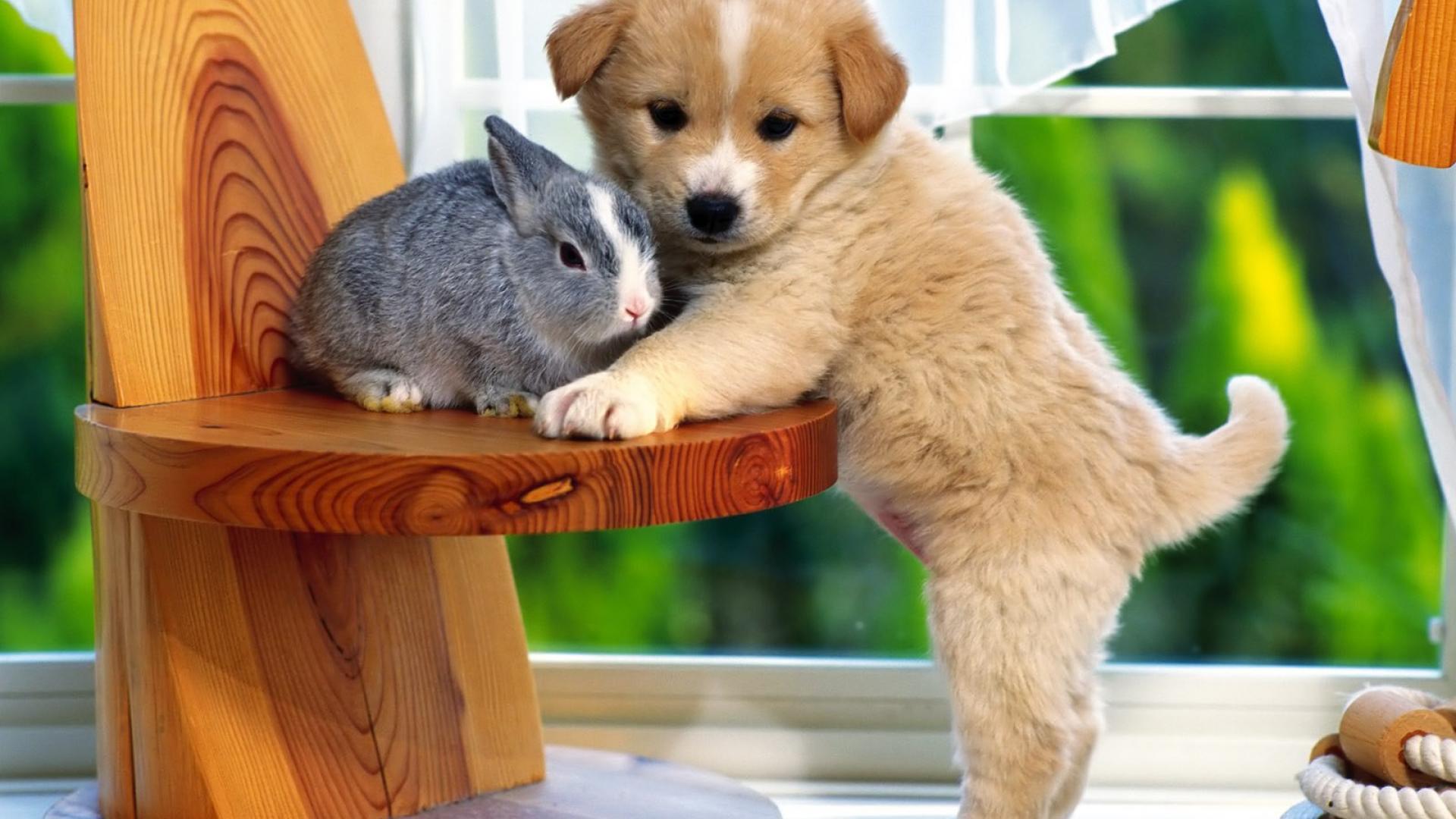 1920x1080 Bunny rabbit cute puppy wallpaperx1080
