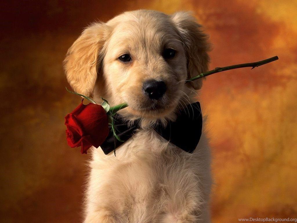 1024x768 Cute Puppy Wallpaper Jpg PetPicture Desktop Background