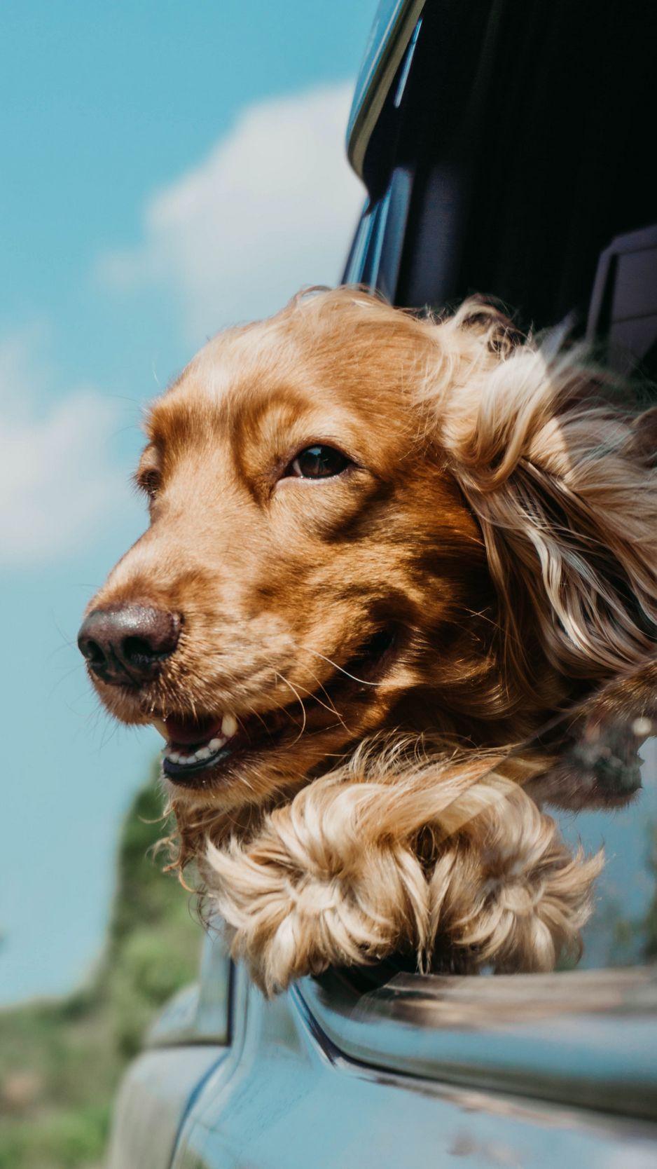 938x1668 Download Wallpaper 938x1668 Dog, Cute, Pet, Car, Window Iphone 8 7 6s 6 For Parallax HD Background