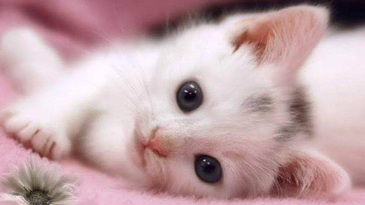 1280x720 Free download HD Cat Wallpaper Kitten Image Cat Image Pets Animal [1280x720] for your Desktop, Mobile & Tablet. Explore Animal Desktop Wallpaper. Free Animal Wallpaper, Funny Animal Desktop Wallpaper