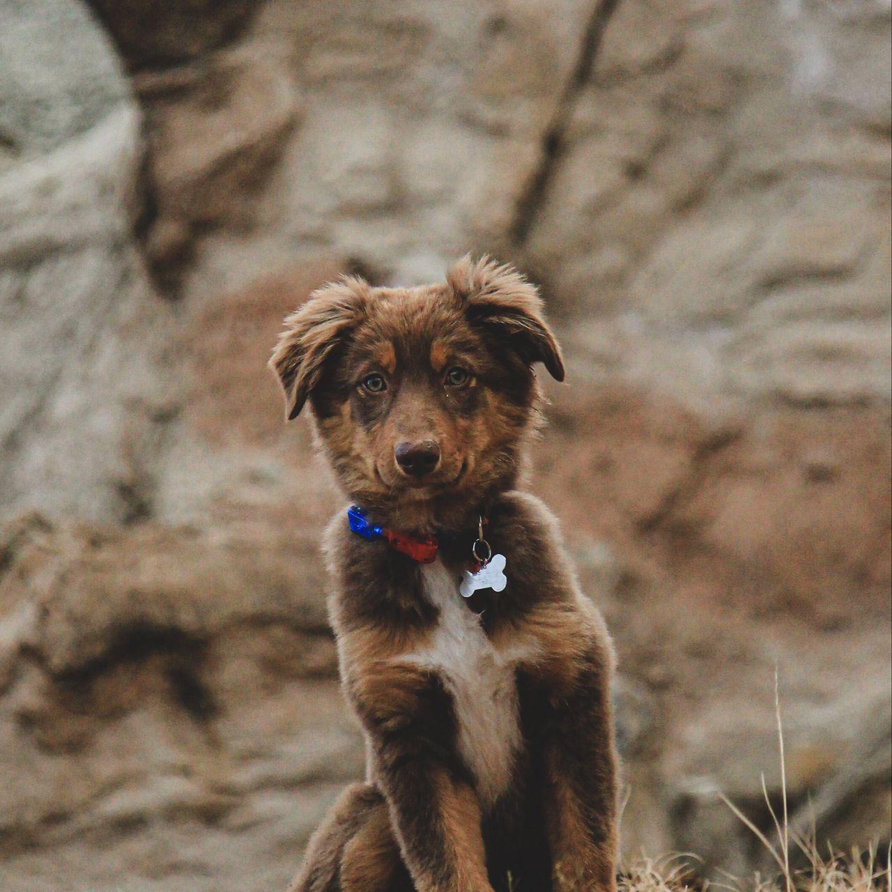 1280x1280 Download wallpaper 1280x1280 dog, puppy, cute, pet, brown ipad, ipad ipad mini for parallax HD background