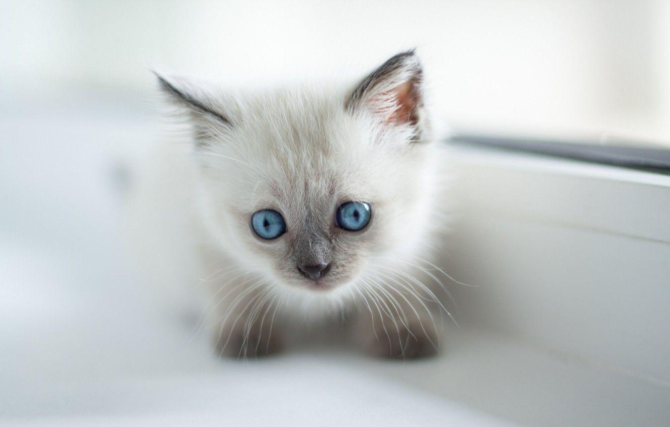 1332x850 Wallpaper animals, kitten, cat, blue eyes, cats, cute, pet, glance, burmese cat image for desktop, section кошки