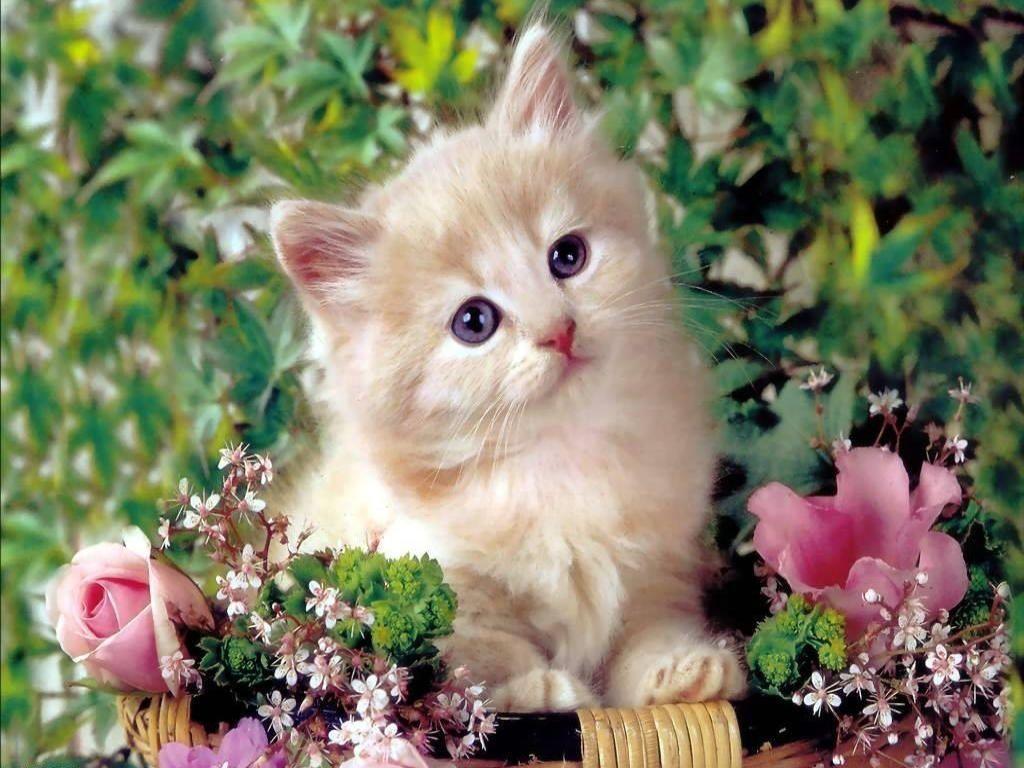 Cute Pets Wallpapers - Top Free Cute Pets Backgrounds - WallpaperAccess