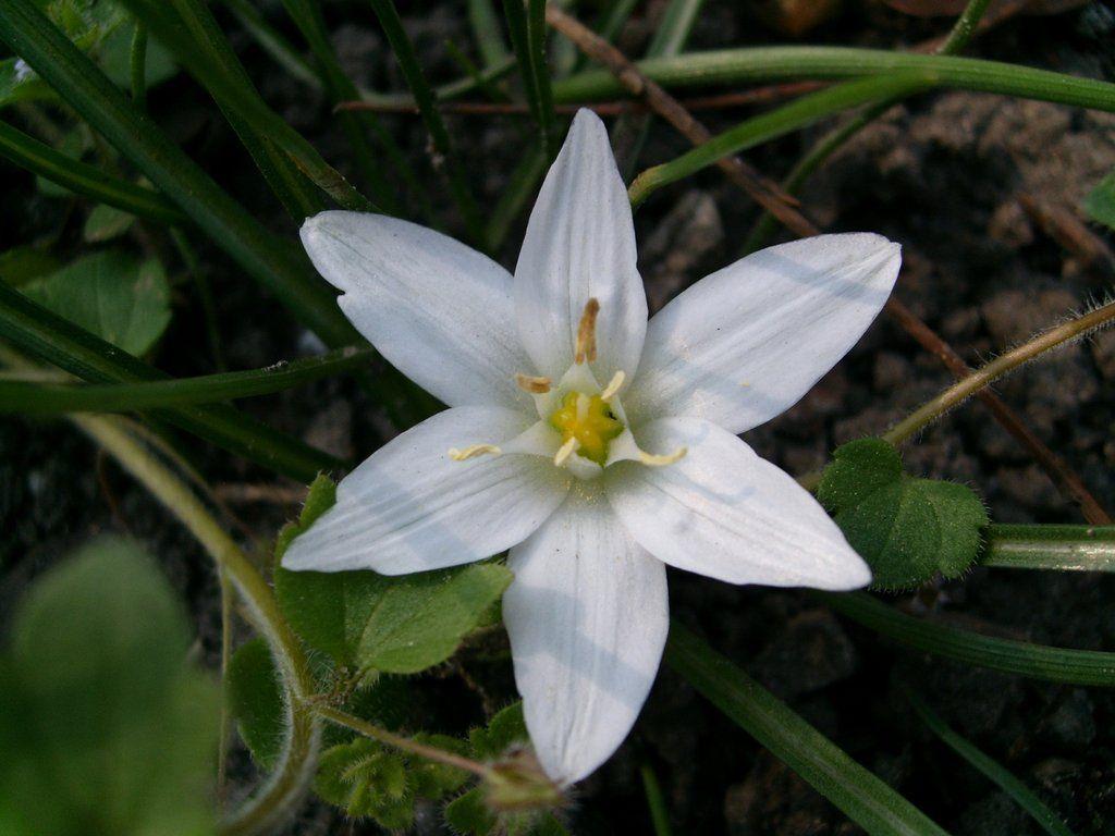 1024x768 Star of Bethlehem Flower Wallpaper