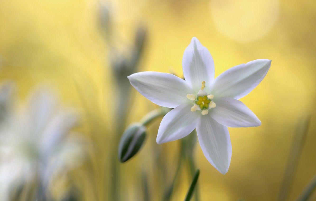1332x850 Wallpaper macro, nature, petals, the star of Bethlehem image for desktop, section цветы