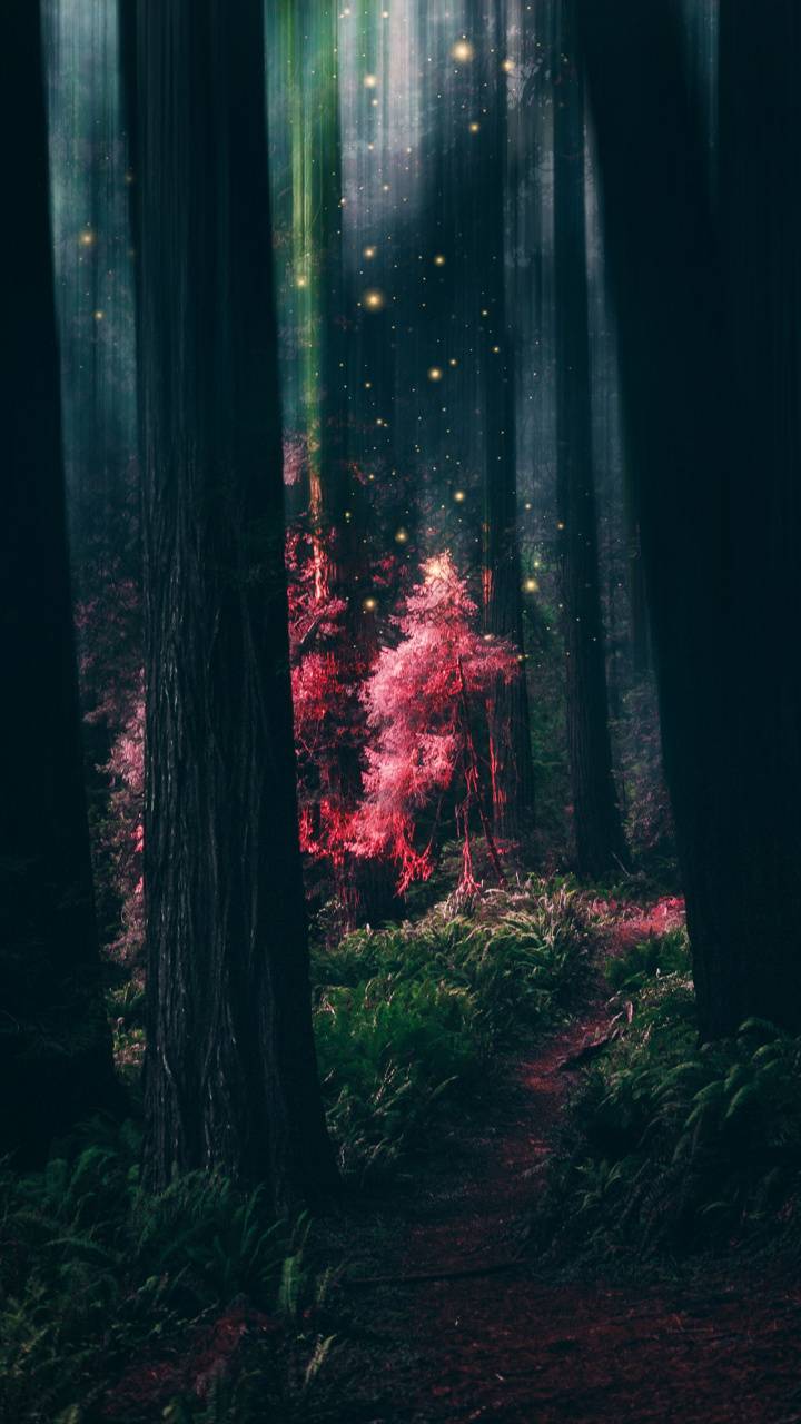 720x1280 Magic Forest Wallpaper
