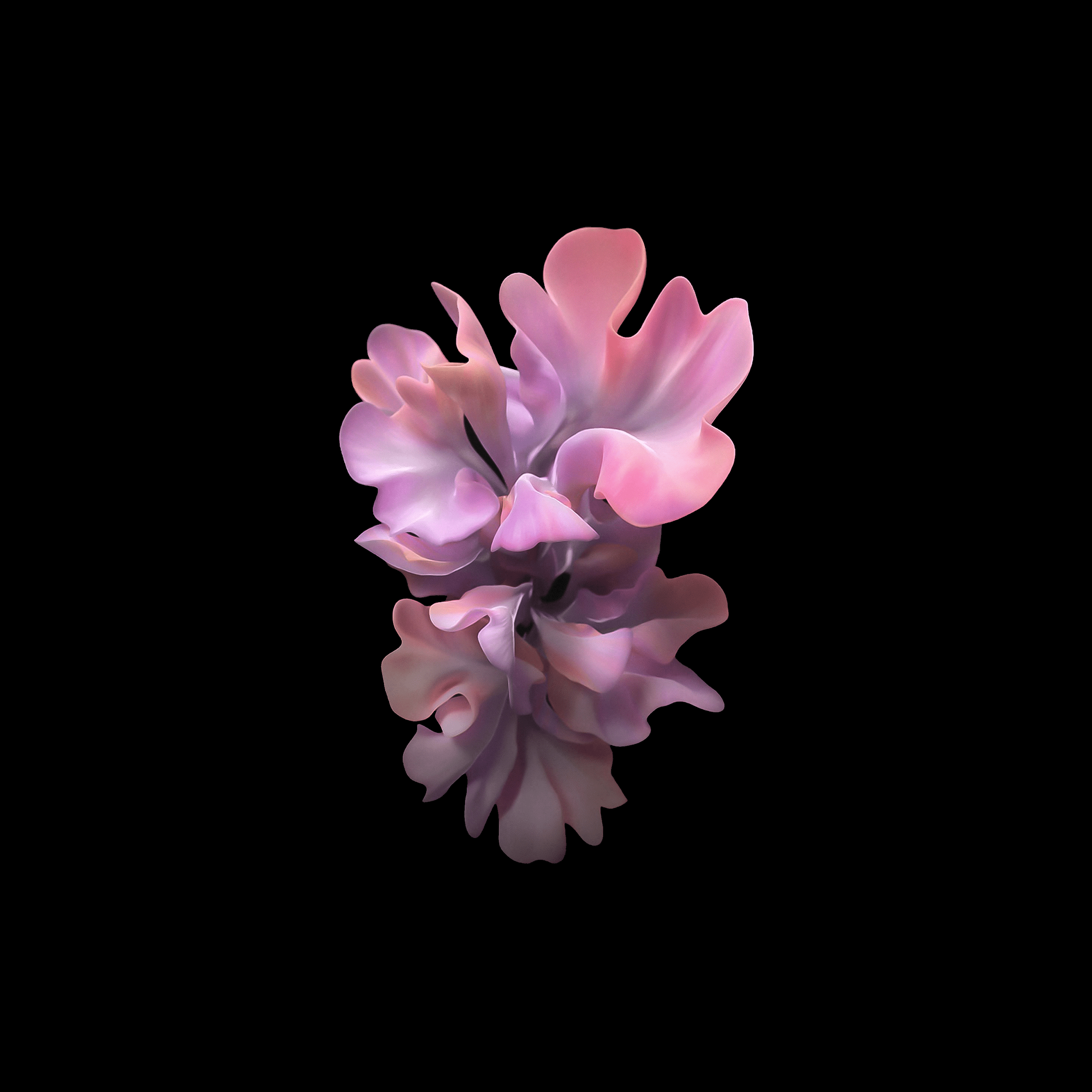 2636x2636 Download Galaxy Z Flip wallpaper and see your home screen 'bloom'