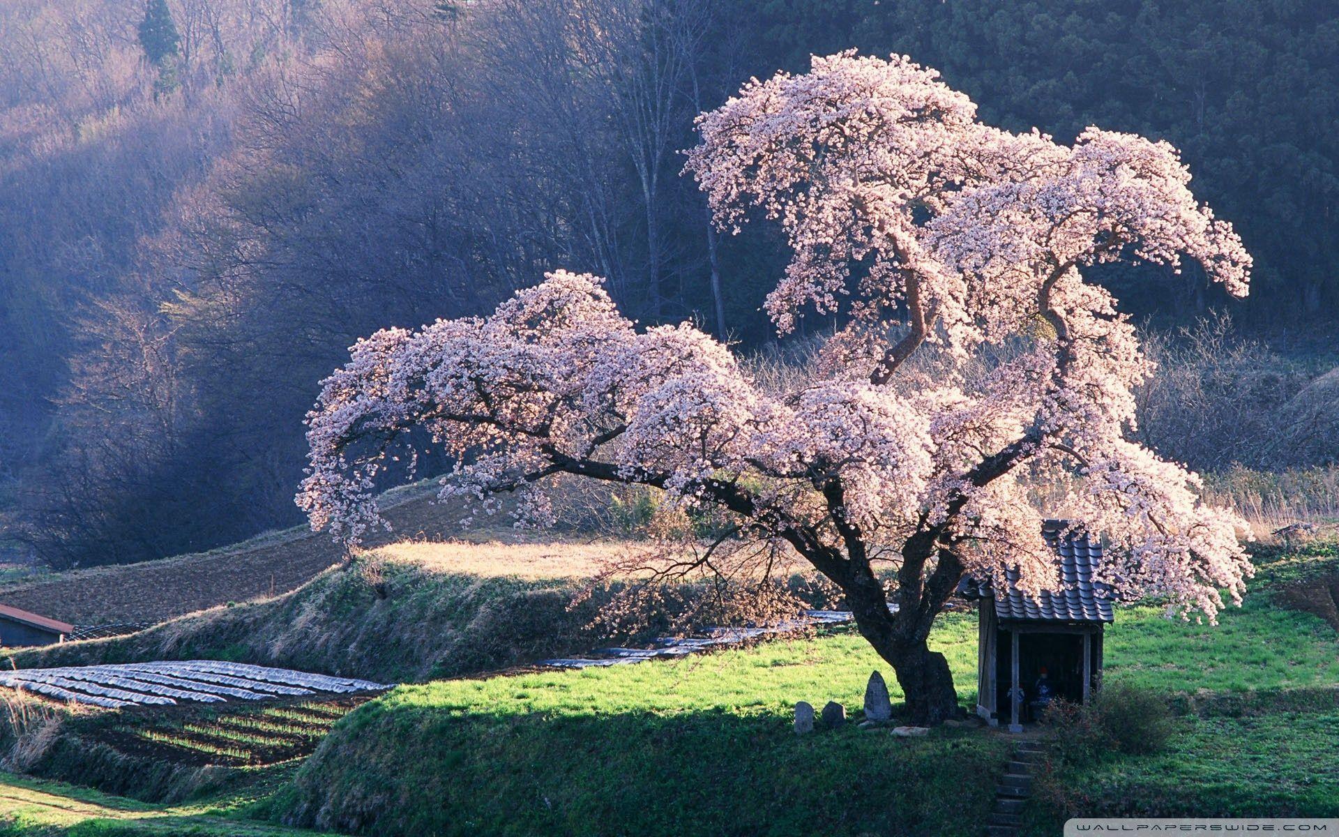 Cherry Tree Japanese Garden Wallpapers Top Free Cherry Tree