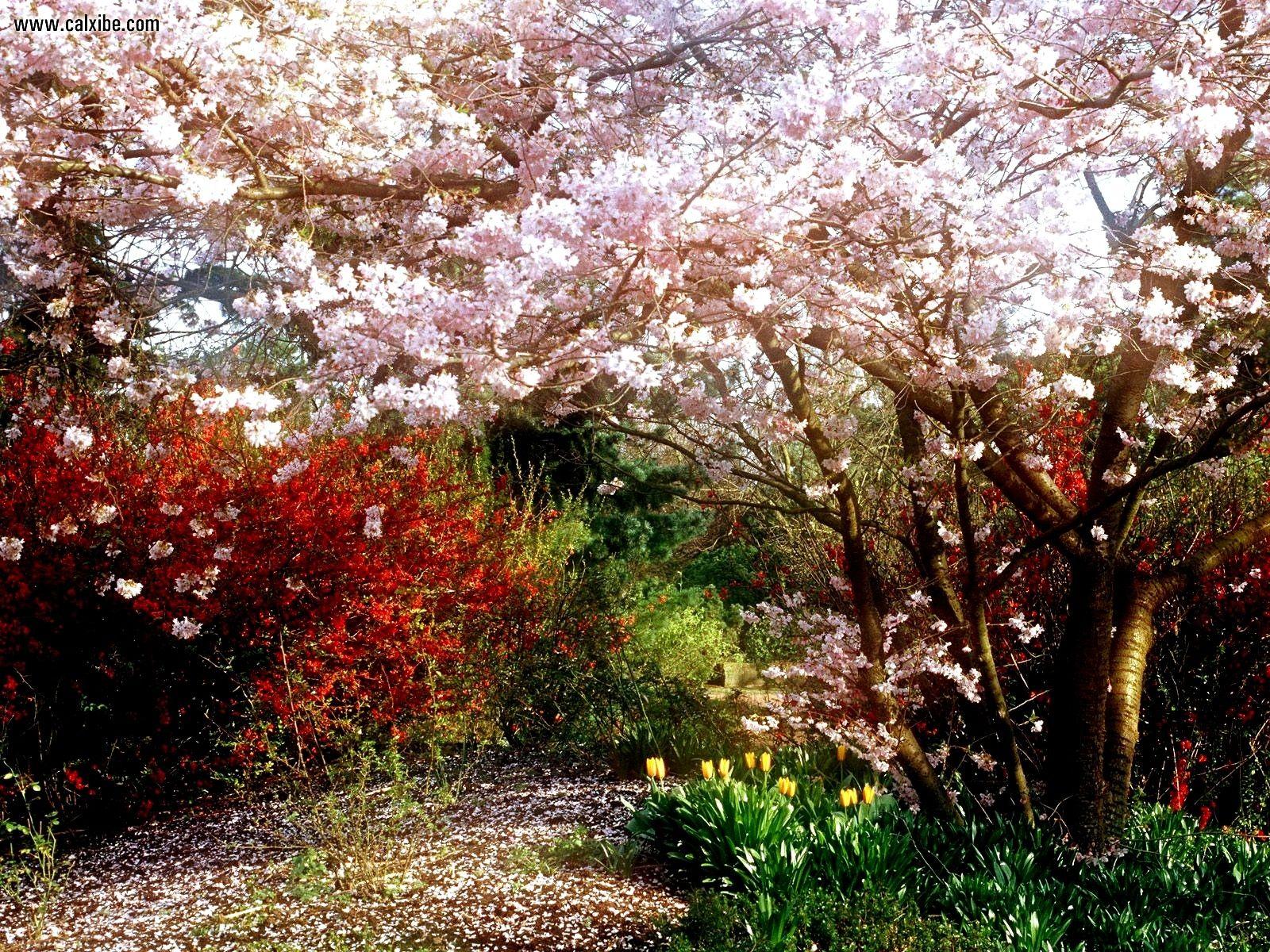 1600x1200 Flower: JAPANESE CHERRY TREE Flowers Colorful Path Trees Garden Best