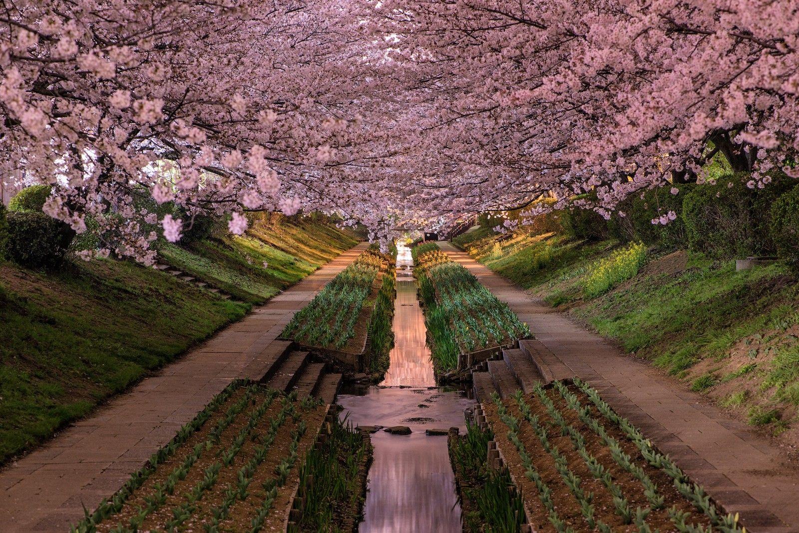 1600x1068 Amusement Parks: Hidden Paradise Nature Beauty Flowers Cherry