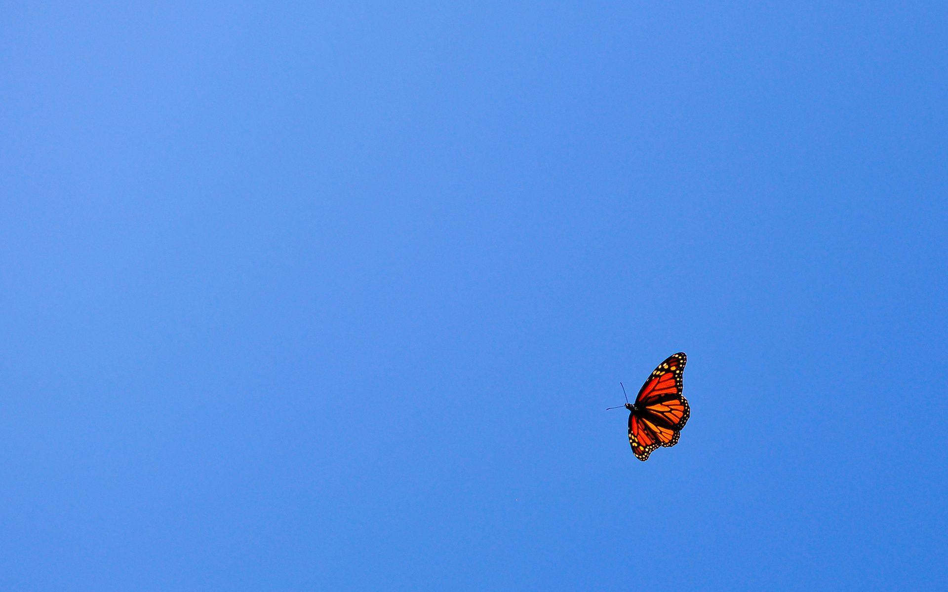 1920x1200 Bay, Con bướm, trái cam, Màu xanh da trời, Bầu trời Hình nền HD / Nền máy tính để bàn và điện thoại di động