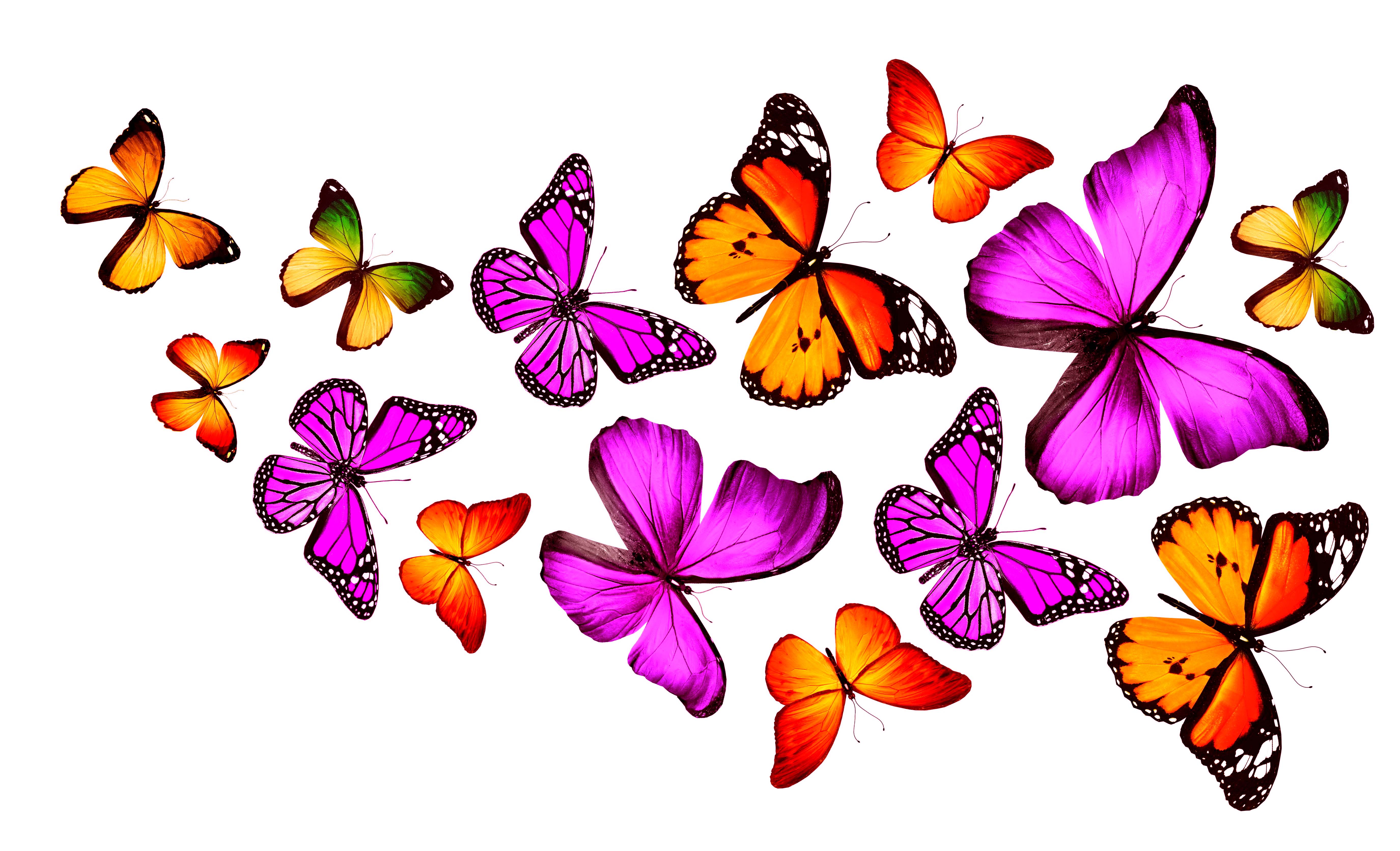 Hình nền bướm bay 5500x3344 - Morenike Vincent