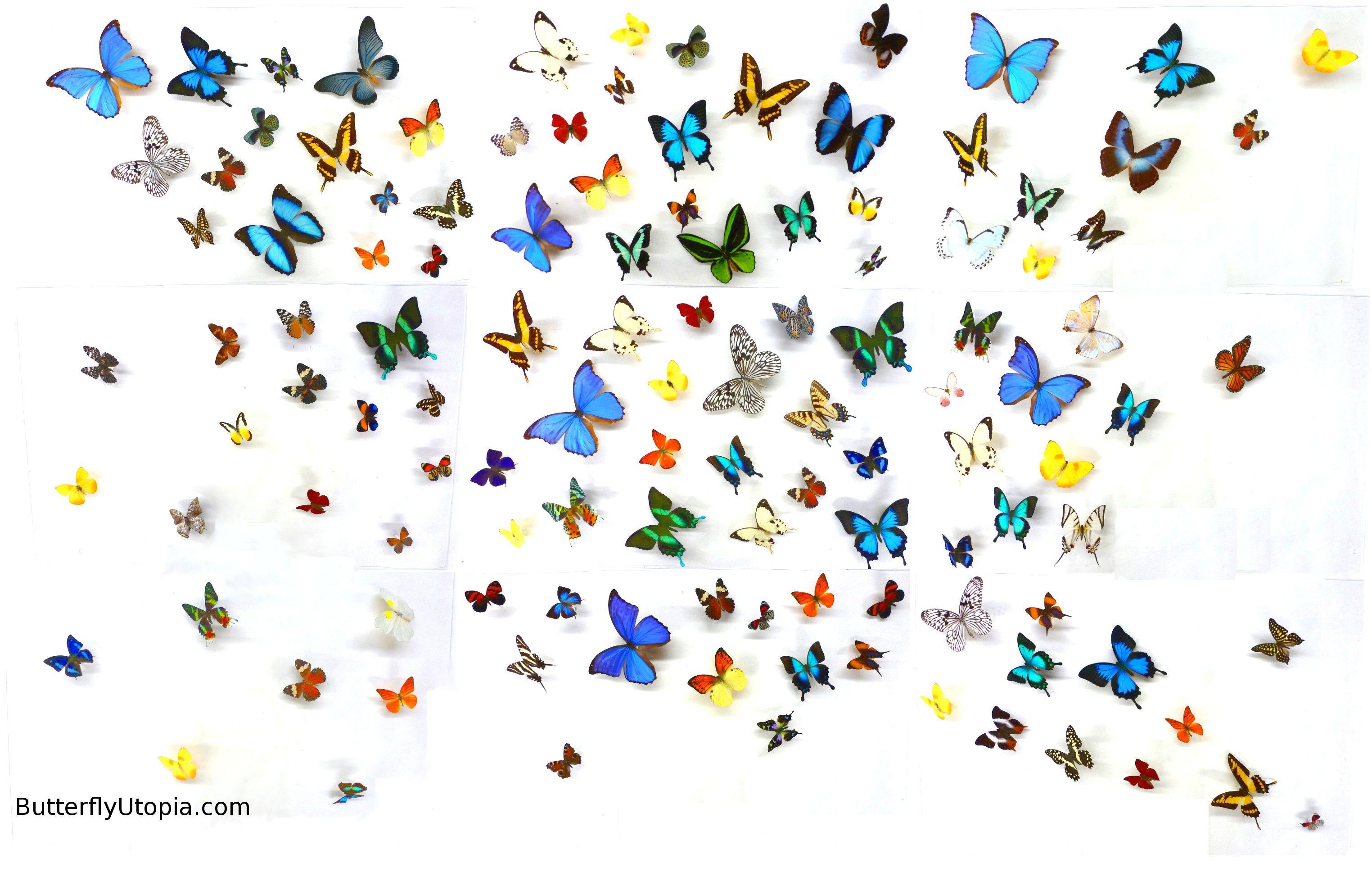 3048x1947 Butterfly Wallpaper Ch36b