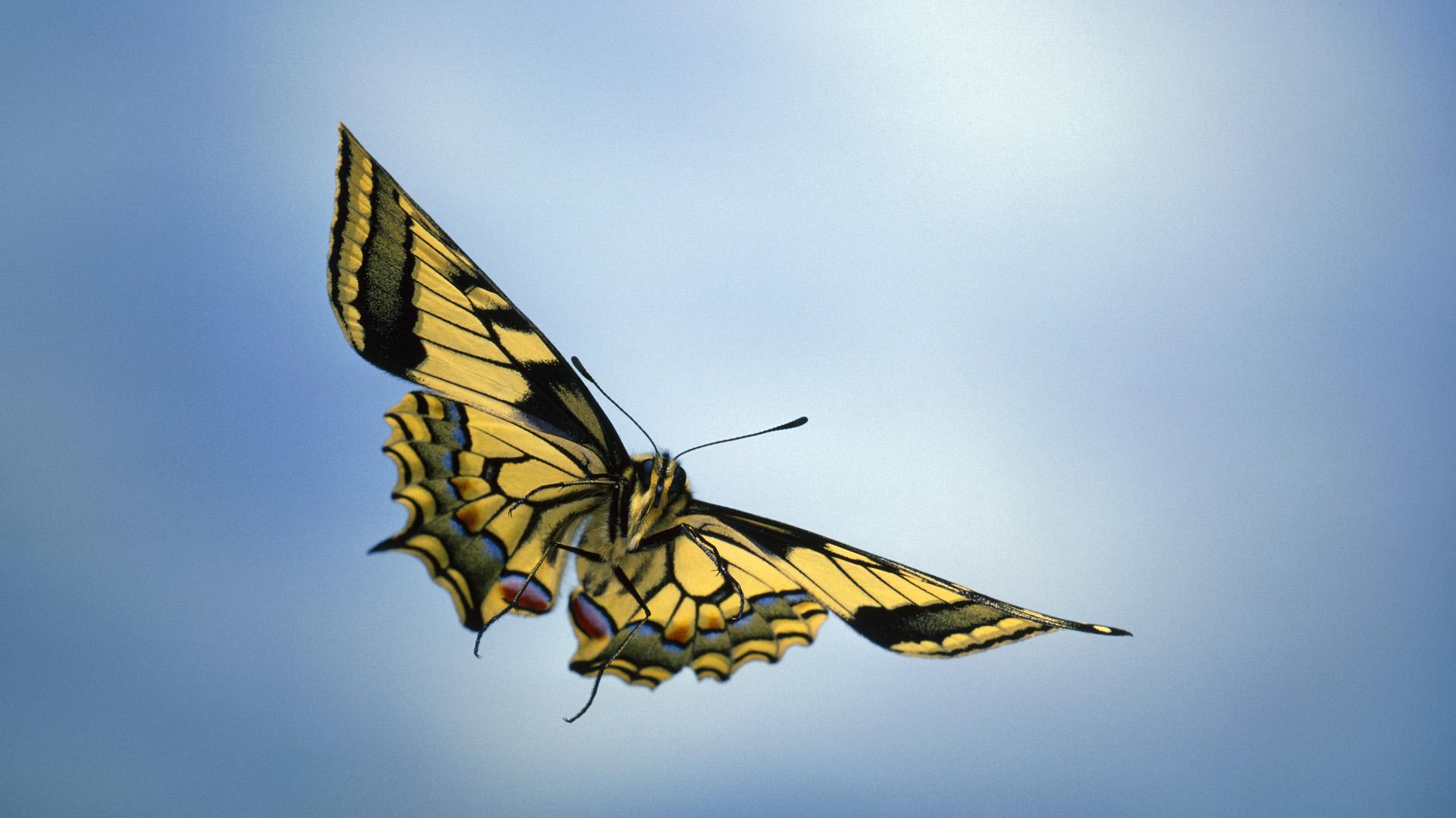 Hình nền con bướm bay đẹp 1920x1080