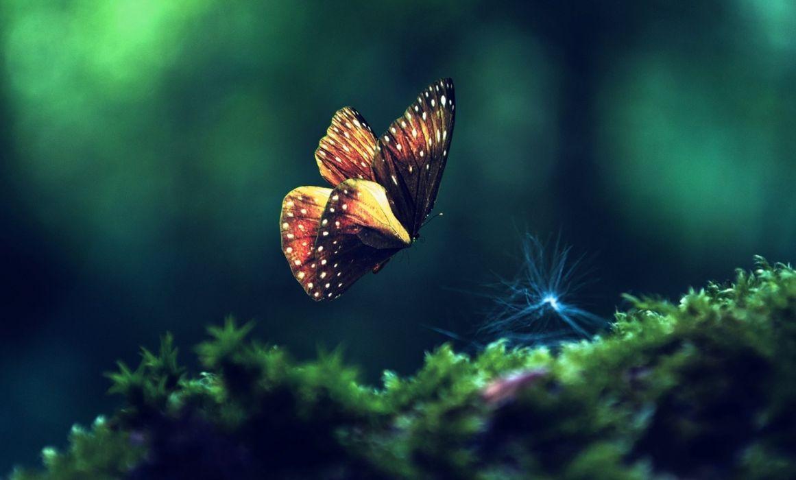 Flying Butterfly Wallpapers - Top Free Flying Butterfly Backgrounds