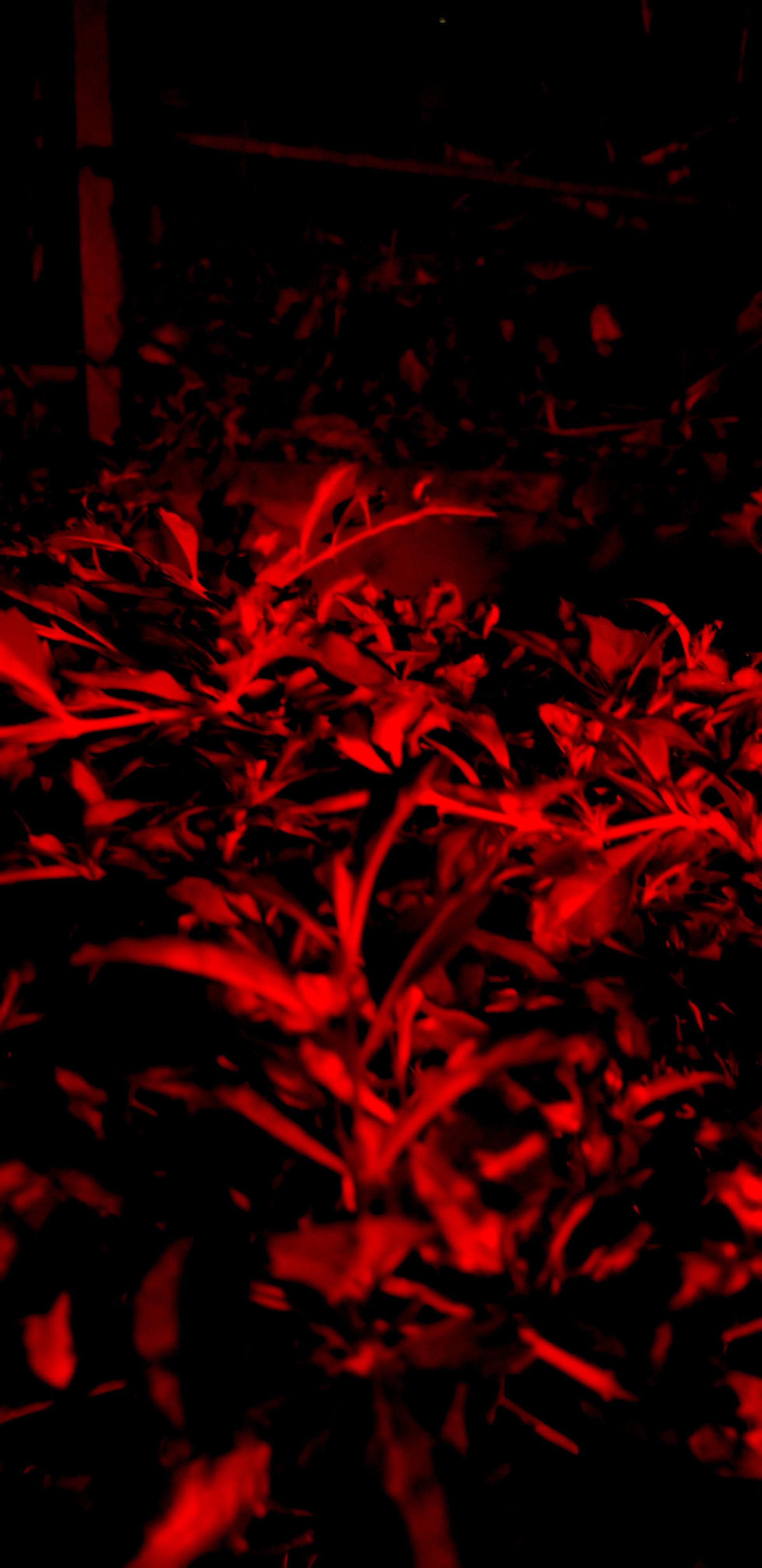 1960x4032 Amoled Phone Wallpaper