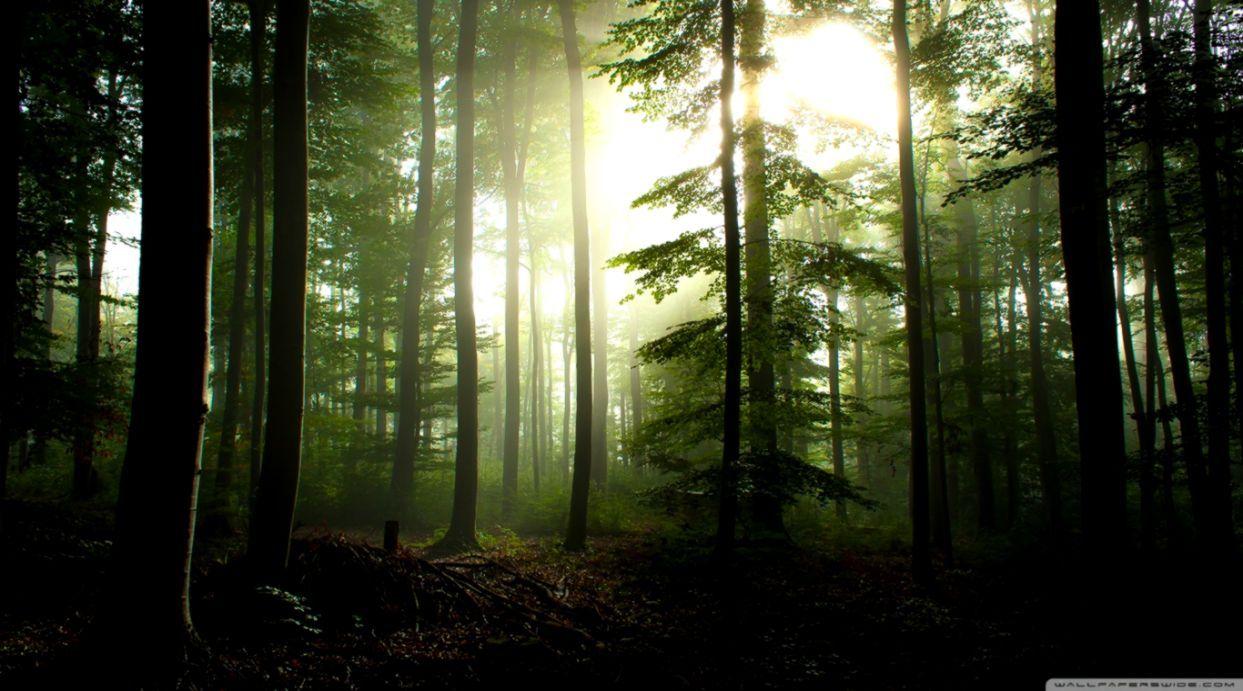 1243x691 Forest Wallpaper 4k Turbo