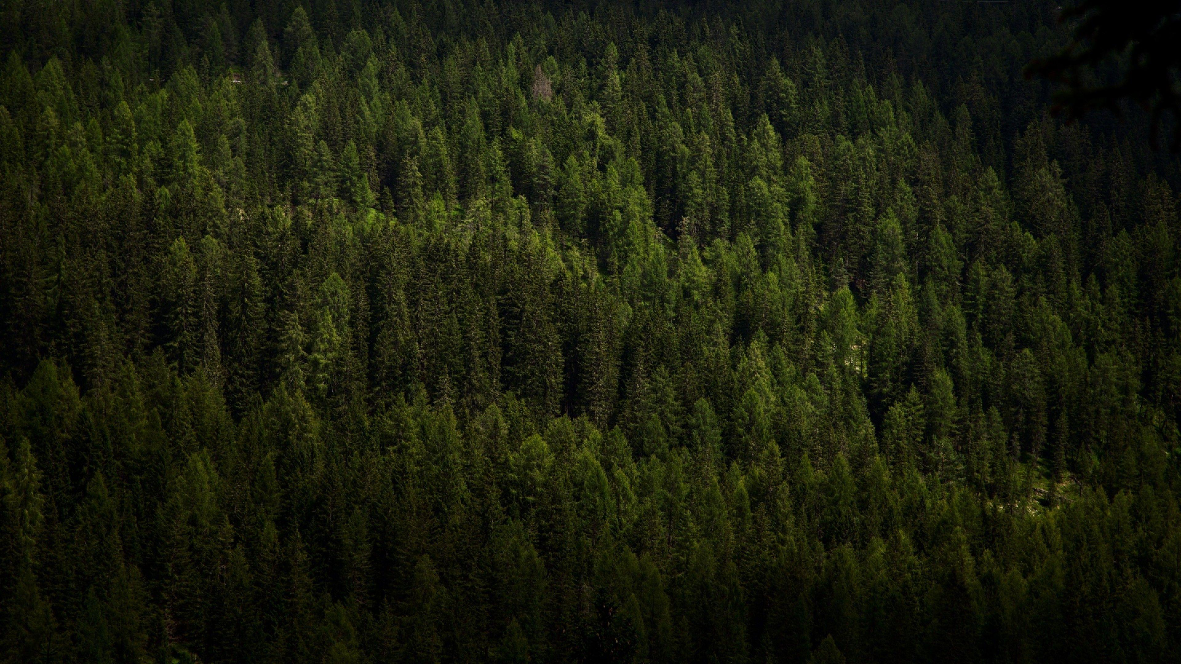 3840x2160 Forest Aerial View 4k Wallpaper