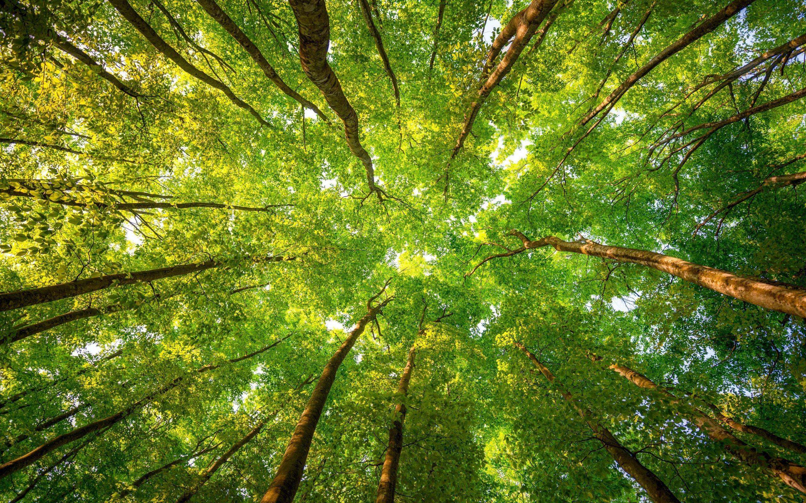 2560x1600 Desktop Wallpaper Green Trees, Forest, Leaves, Spring, 4k, HD Image, Picture, Background, 272b4c