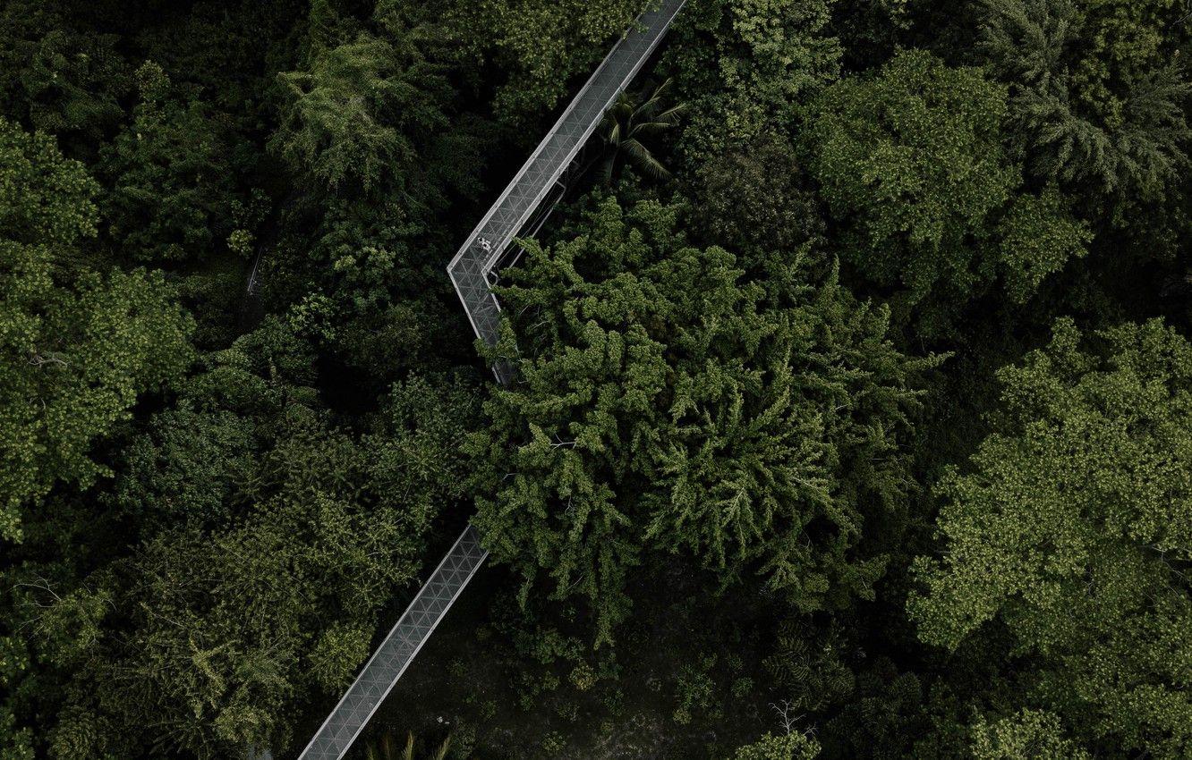 1332x850 Wallpaper green, forest, trees, bridge, landscapes, Singapore, height, blur effect, aerial view, 4k ultra HD background image for desktop, section пейзажи