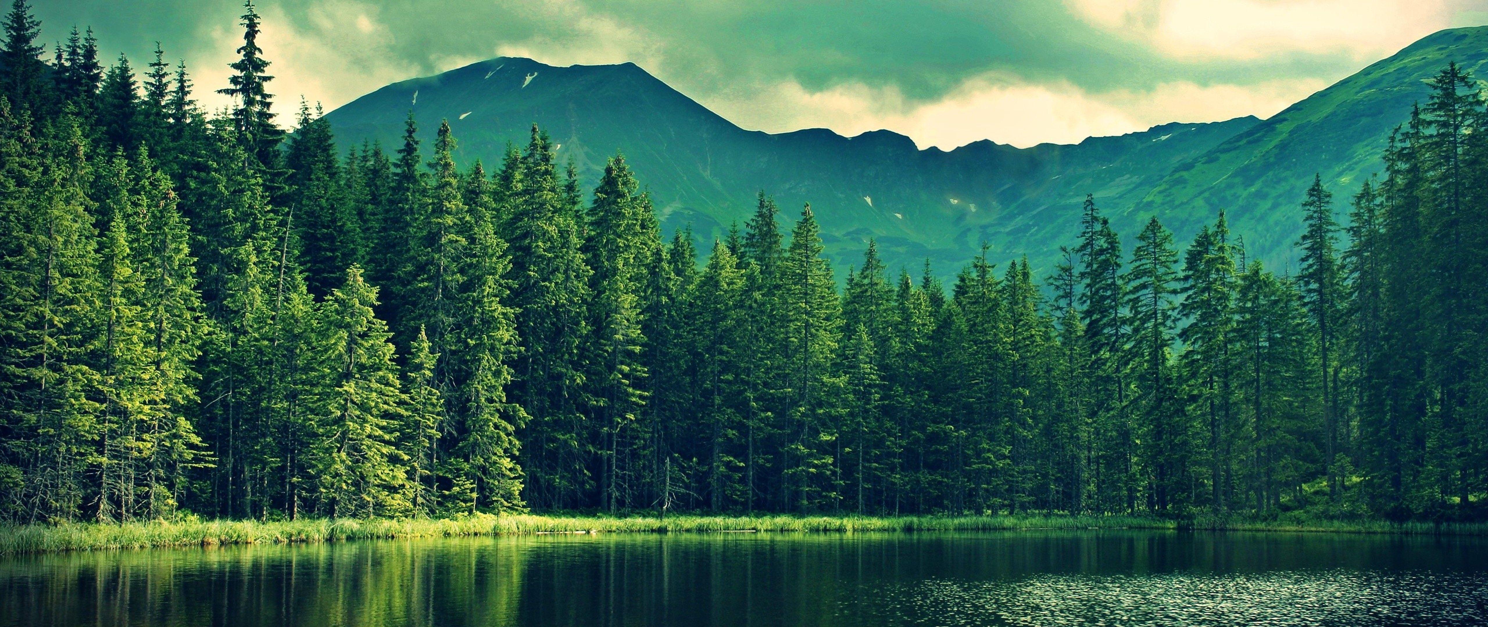 5120x2160 Forest HD Wallpaper
