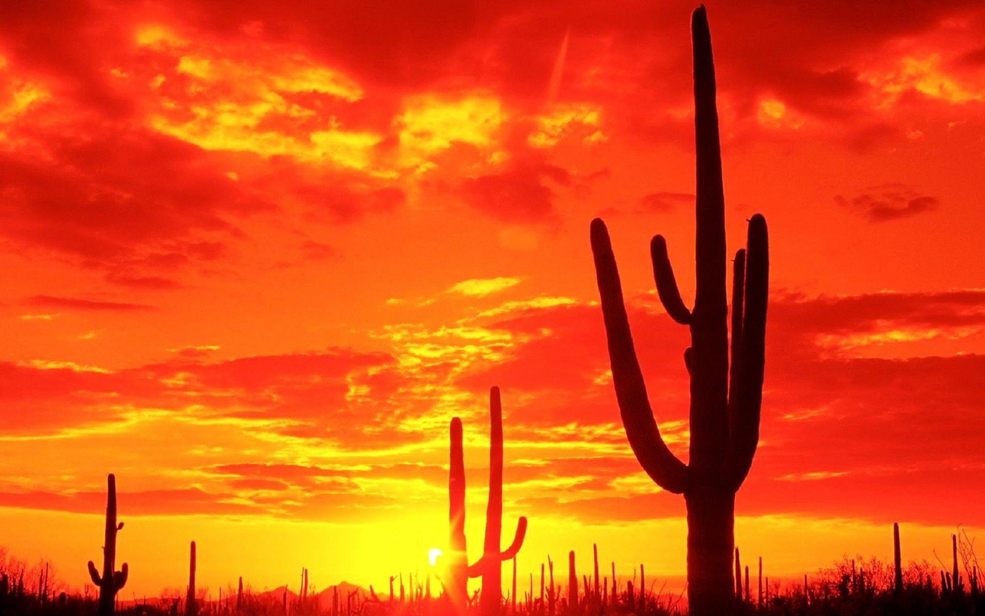 1920x1200 Landscapes sunset sunrise sky clouds sun cactus wallpaperx1200