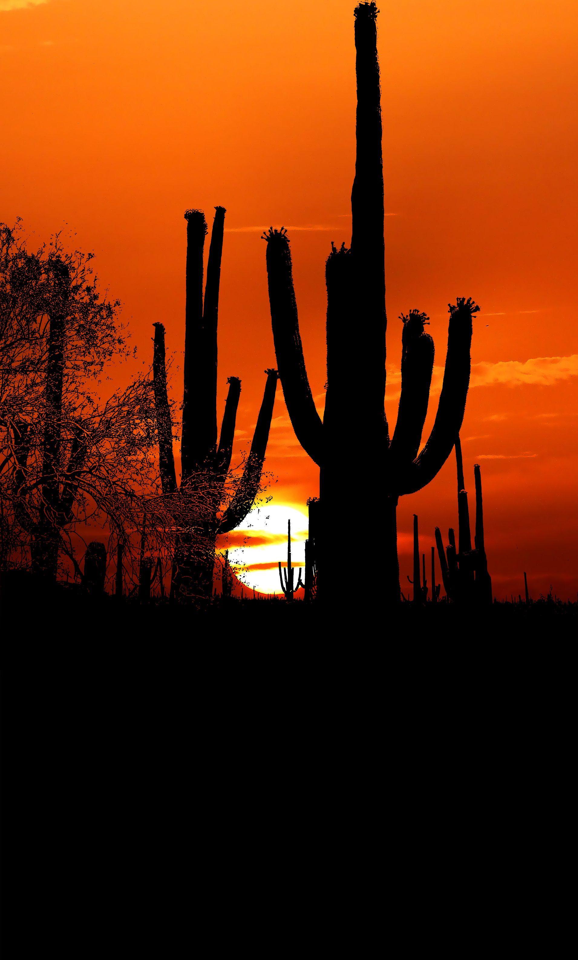 Cactus Sunset Wallpapers - Top Free Cactus Sunset Backgrounds ...