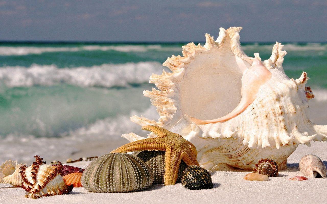Cute Seashell Wallpapers - Top Free Cute Seashell Backgrounds ...