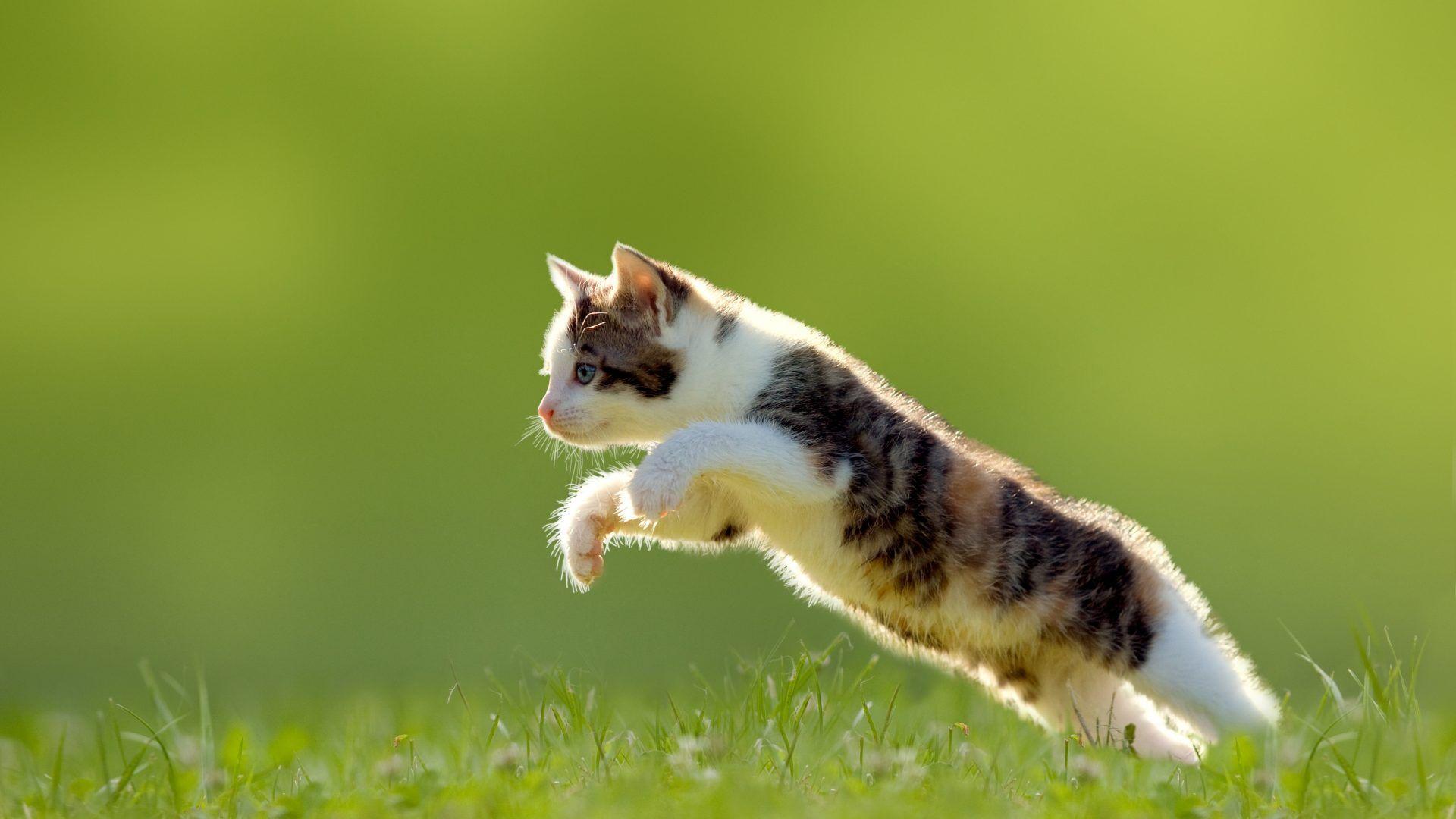 1920x1080 Feline Tag wallpaper: Feline Common Cat Animal HD Pic Download