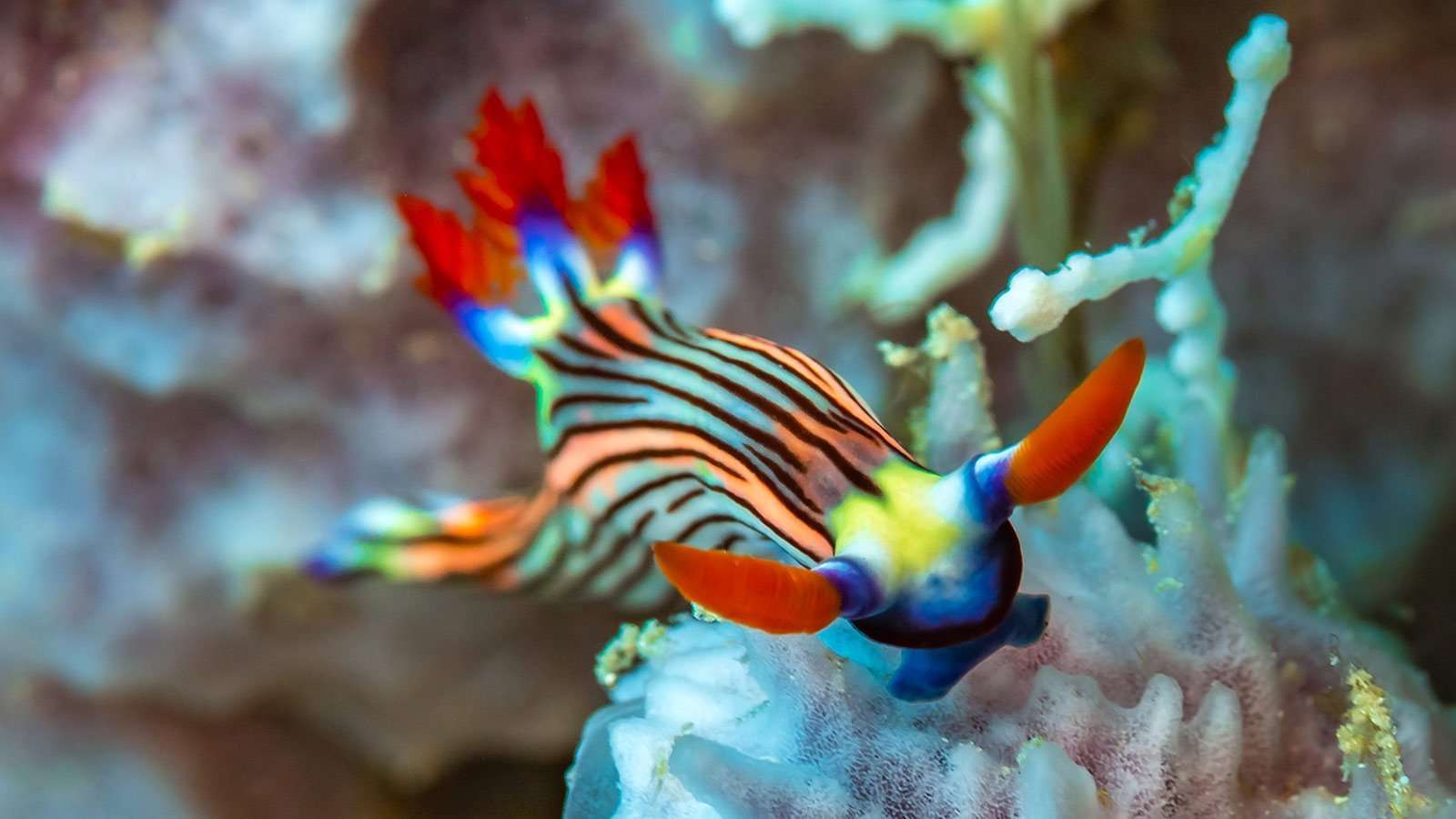 1600x900 Colourful critters await scuba divers at Diani Beach, Kenya